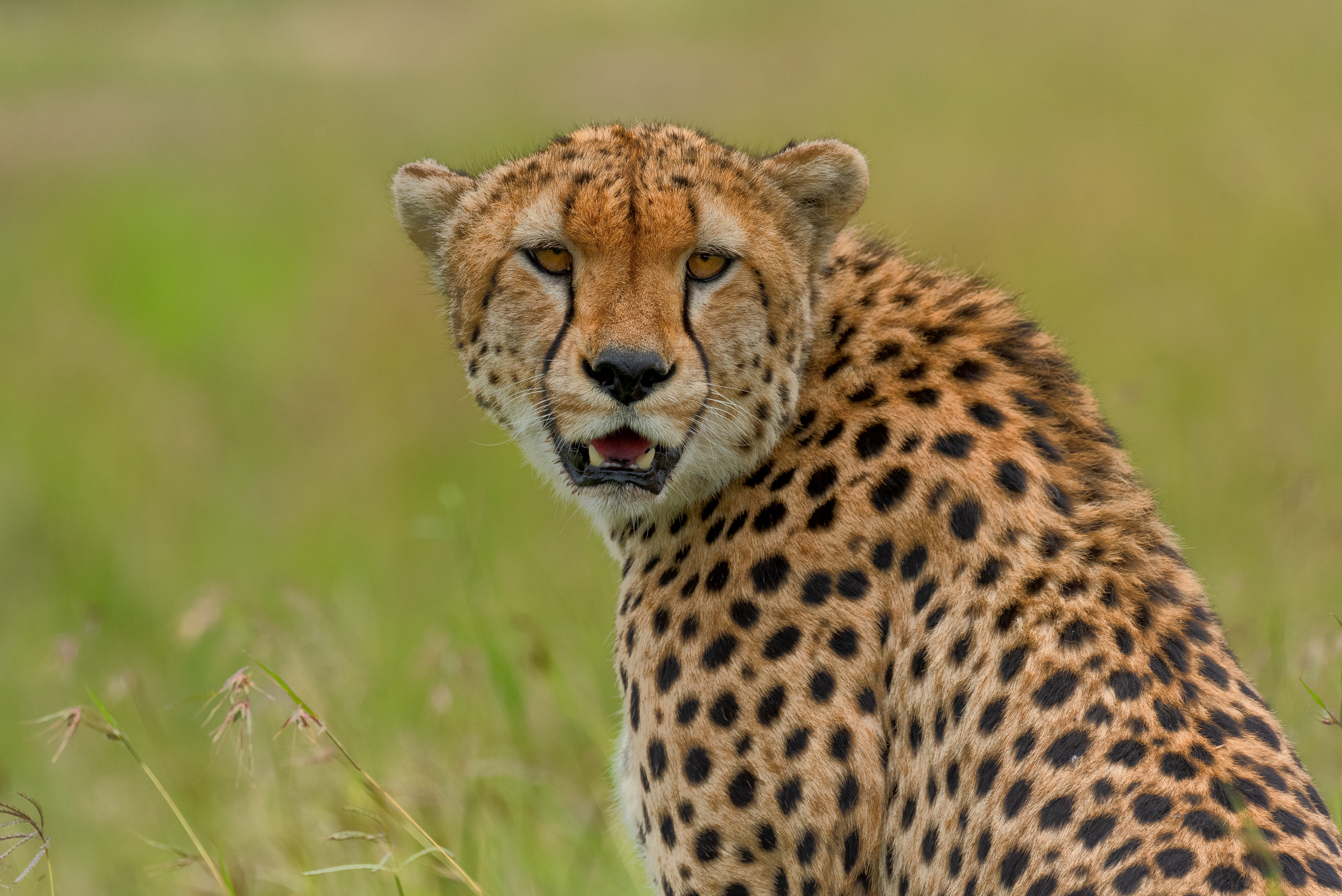 Handy-Wallpaper Tiere, Katzen, Gepard kostenlos herunterladen.