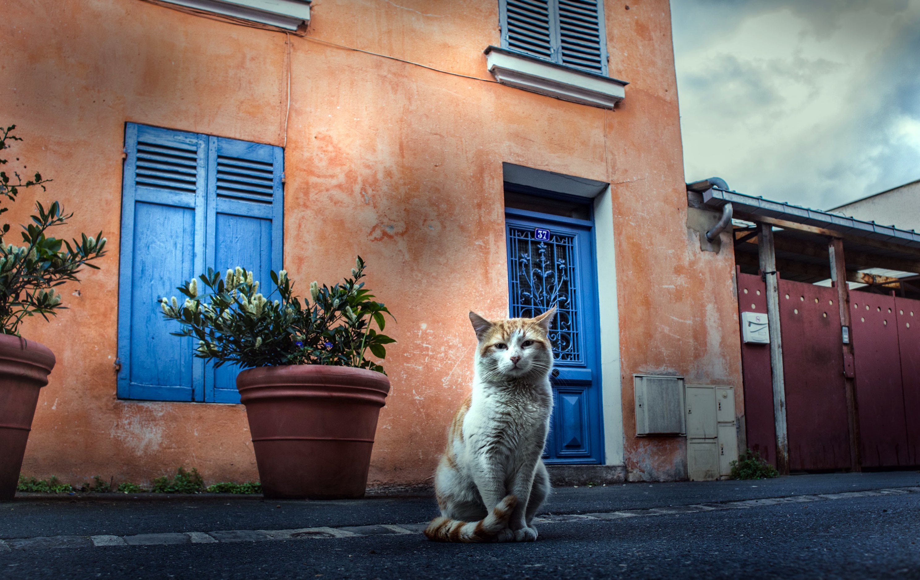 Laden Sie das Tiere, Katzen, Katze-Bild kostenlos auf Ihren PC-Desktop herunter