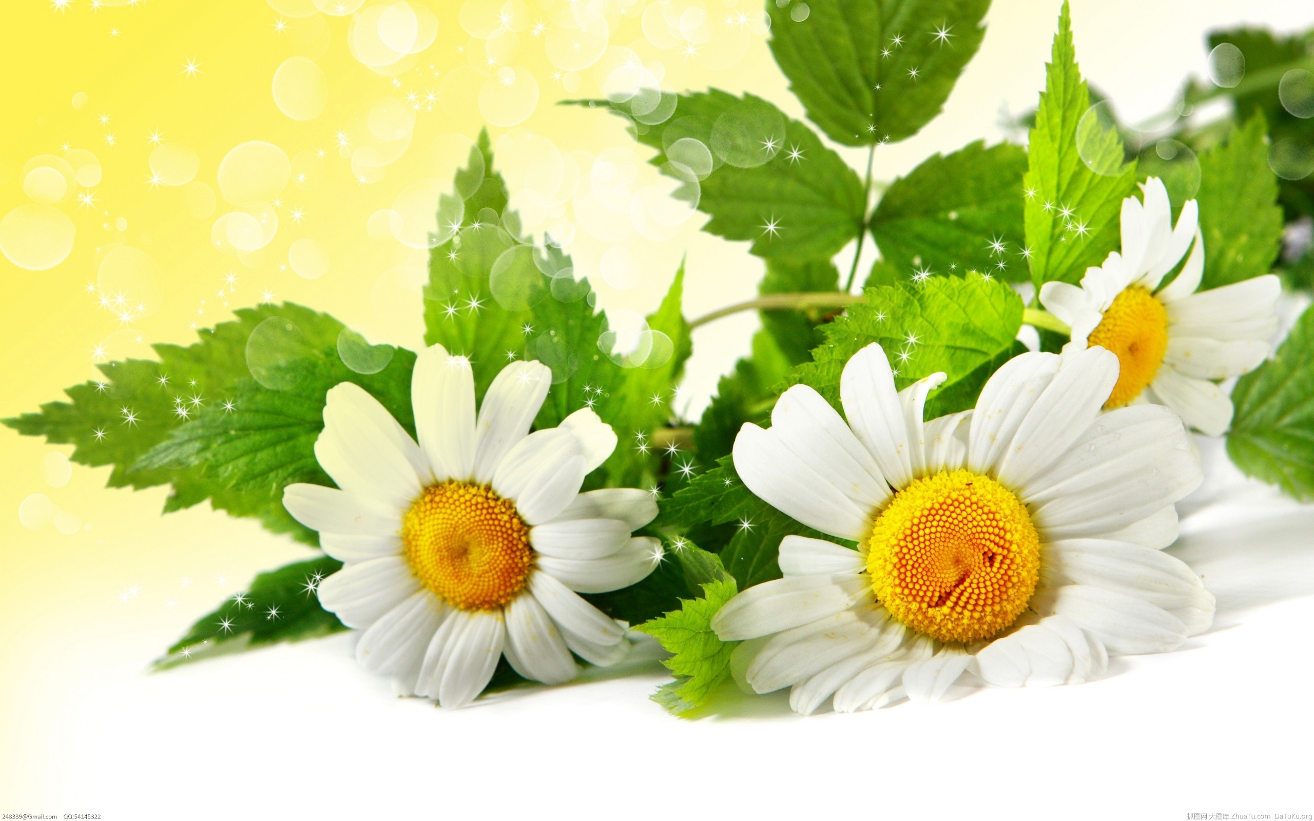 Laden Sie das Blumen, Kamille, Blume, Nahansicht, Gänseblümchen, Weiße Blume, Erde/natur-Bild kostenlos auf Ihren PC-Desktop herunter