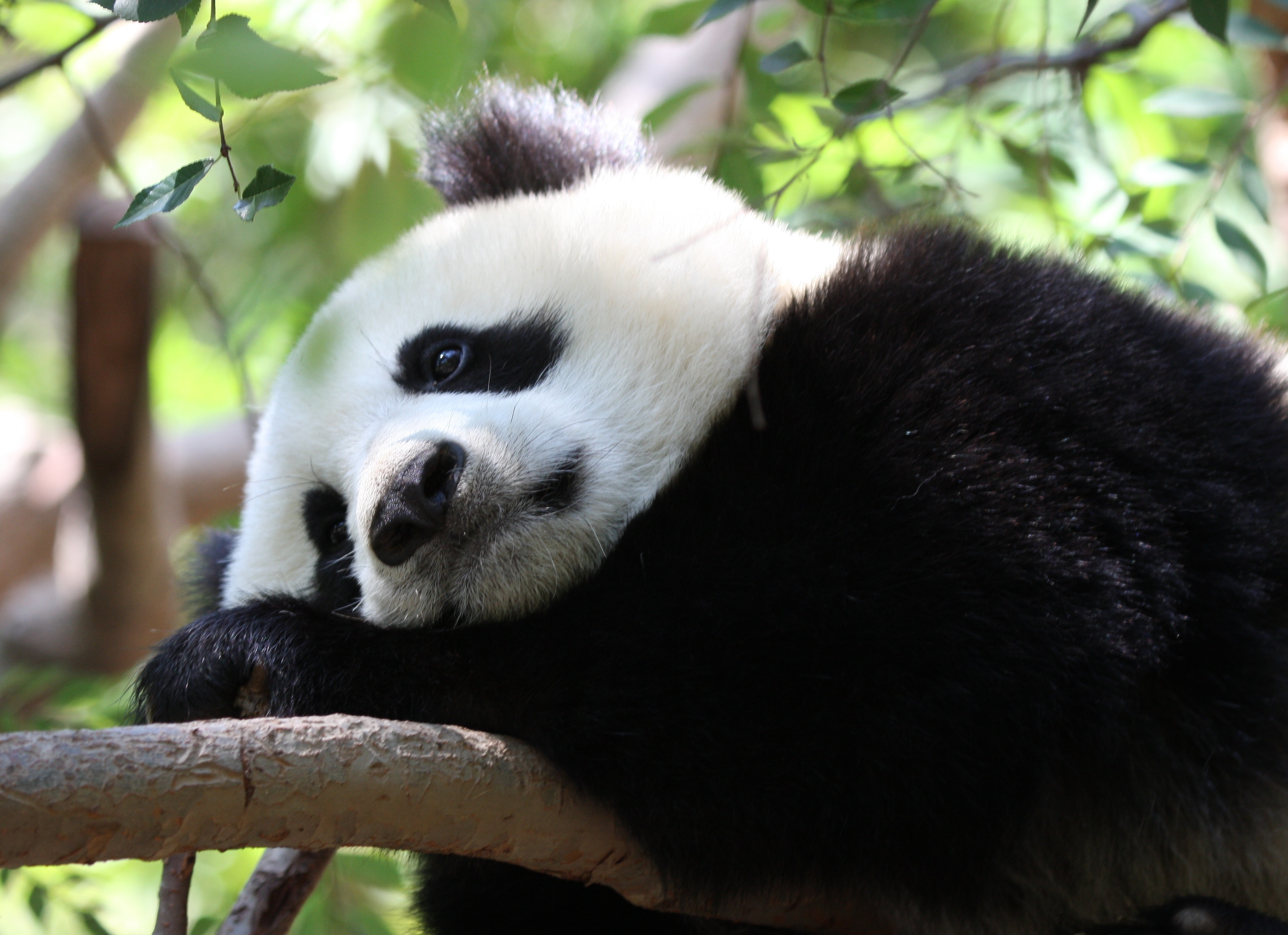 78276 скачать картинку панда, пятна, сидеть, животные, ветка - обои и заставки бесплатно