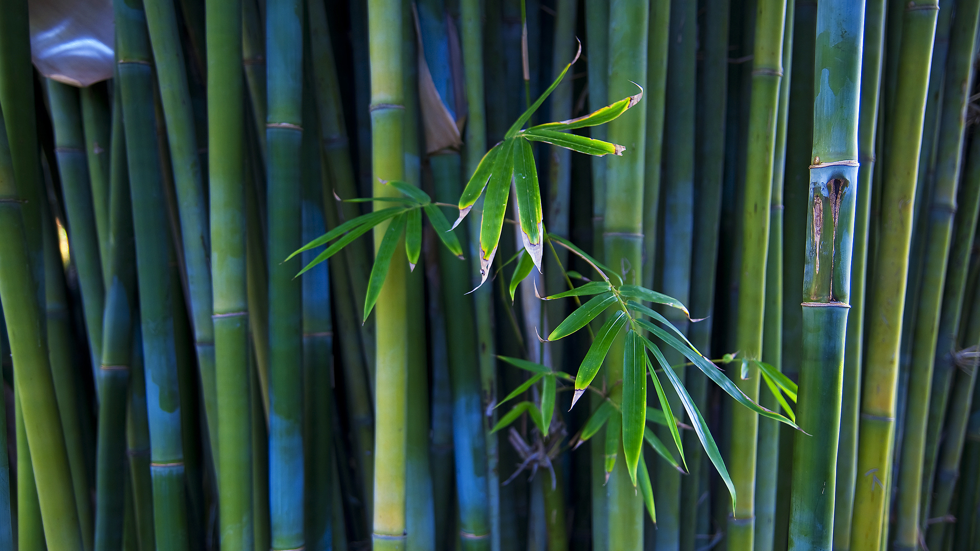 1080423 скачать картинку бамбук, земля/природа - обои и заставки бесплатно