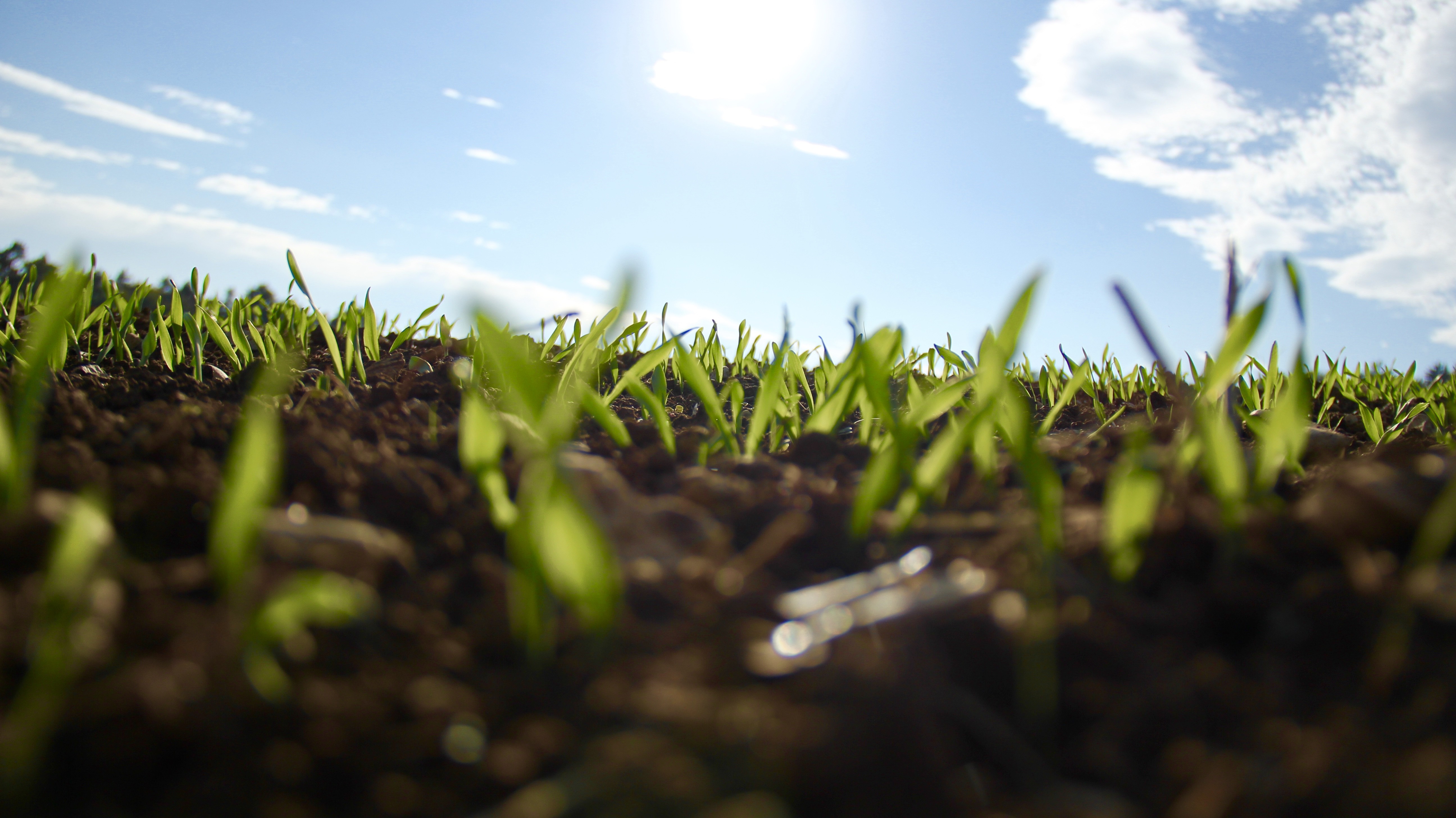 Handy-Wallpaper Gras, Erde/natur kostenlos herunterladen.