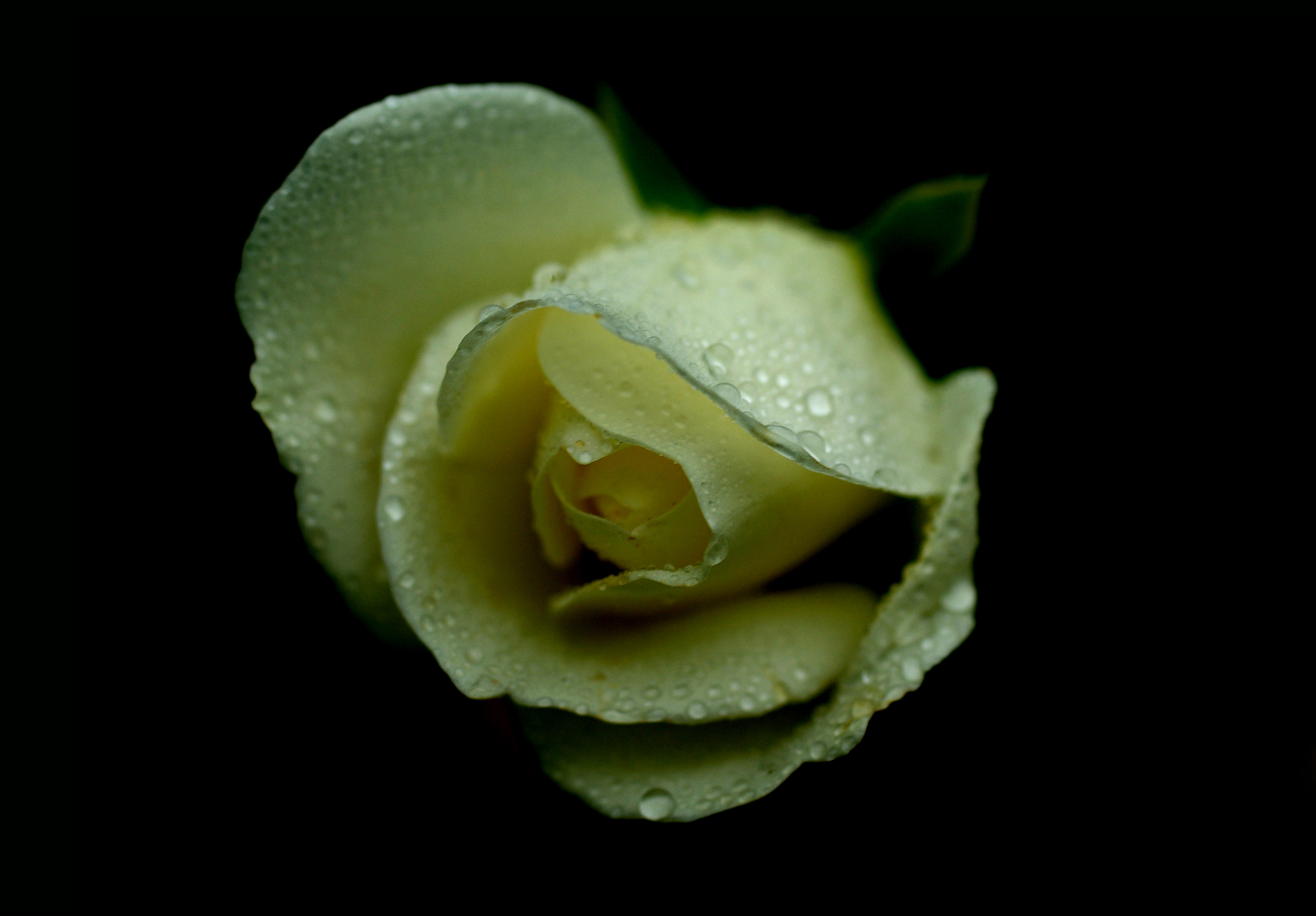 Téléchargez gratuitement l'image Fleurs, Rose, Macro, Rosée, Terre/nature sur le bureau de votre PC