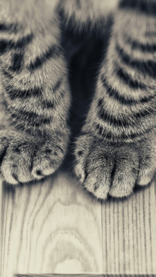 Download mobile wallpaper Cats, Cat, Animal, Paw, Tabby Cat for free.