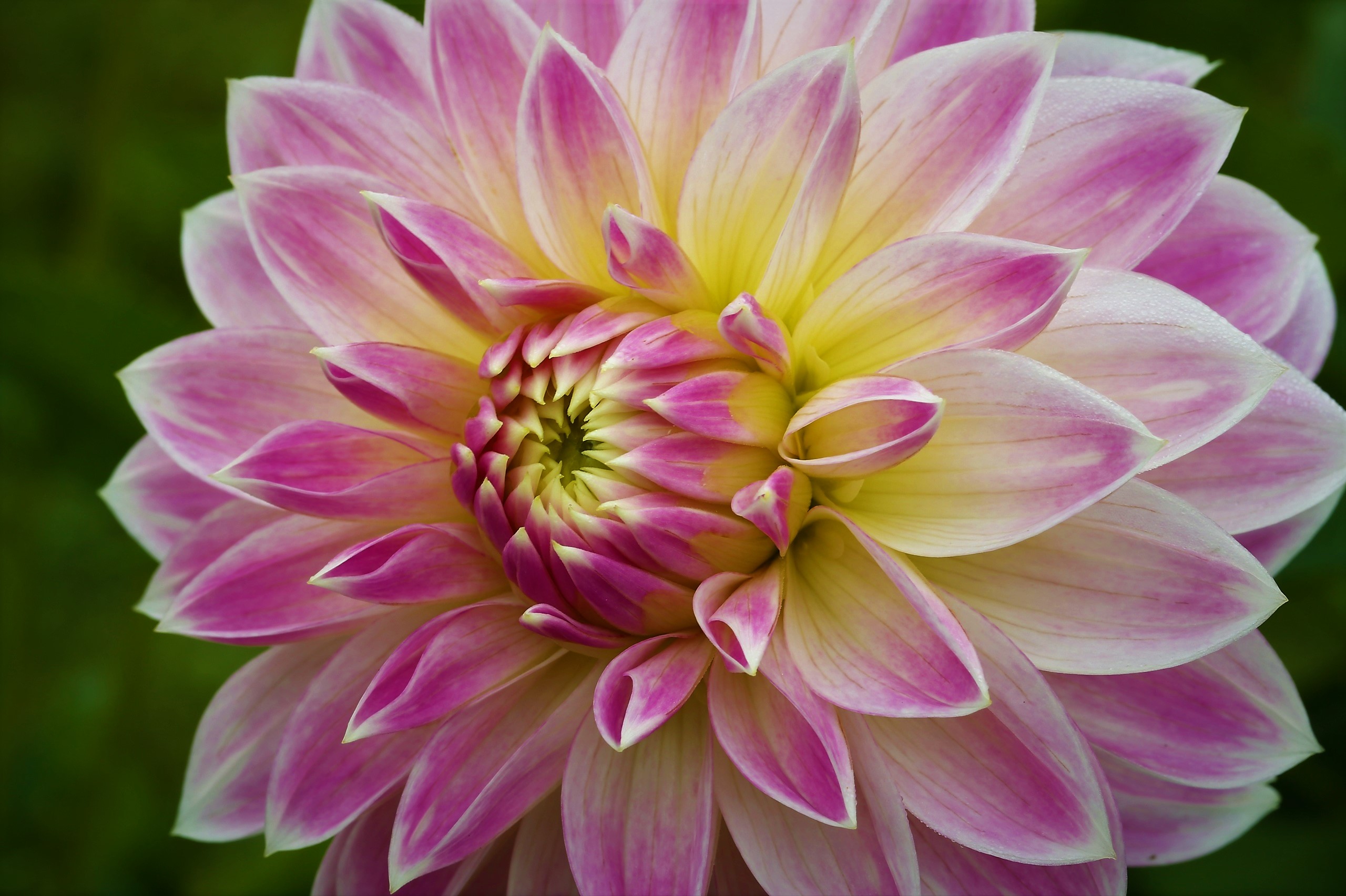 Free download wallpaper Flower, Earth, Dahlia on your PC desktop