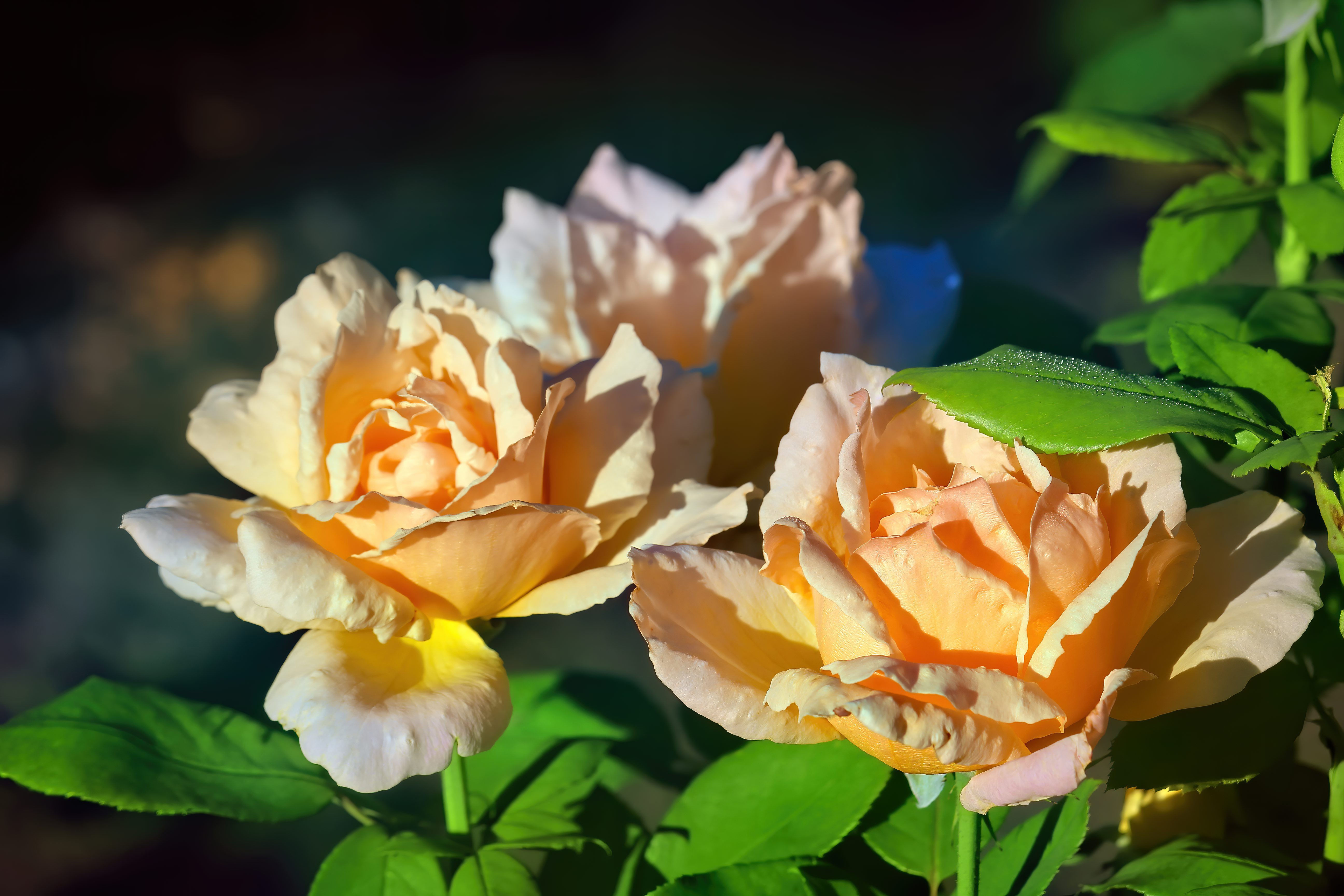 無料モバイル壁紙花, 薔薇, 地球, 花弁をダウンロードします。