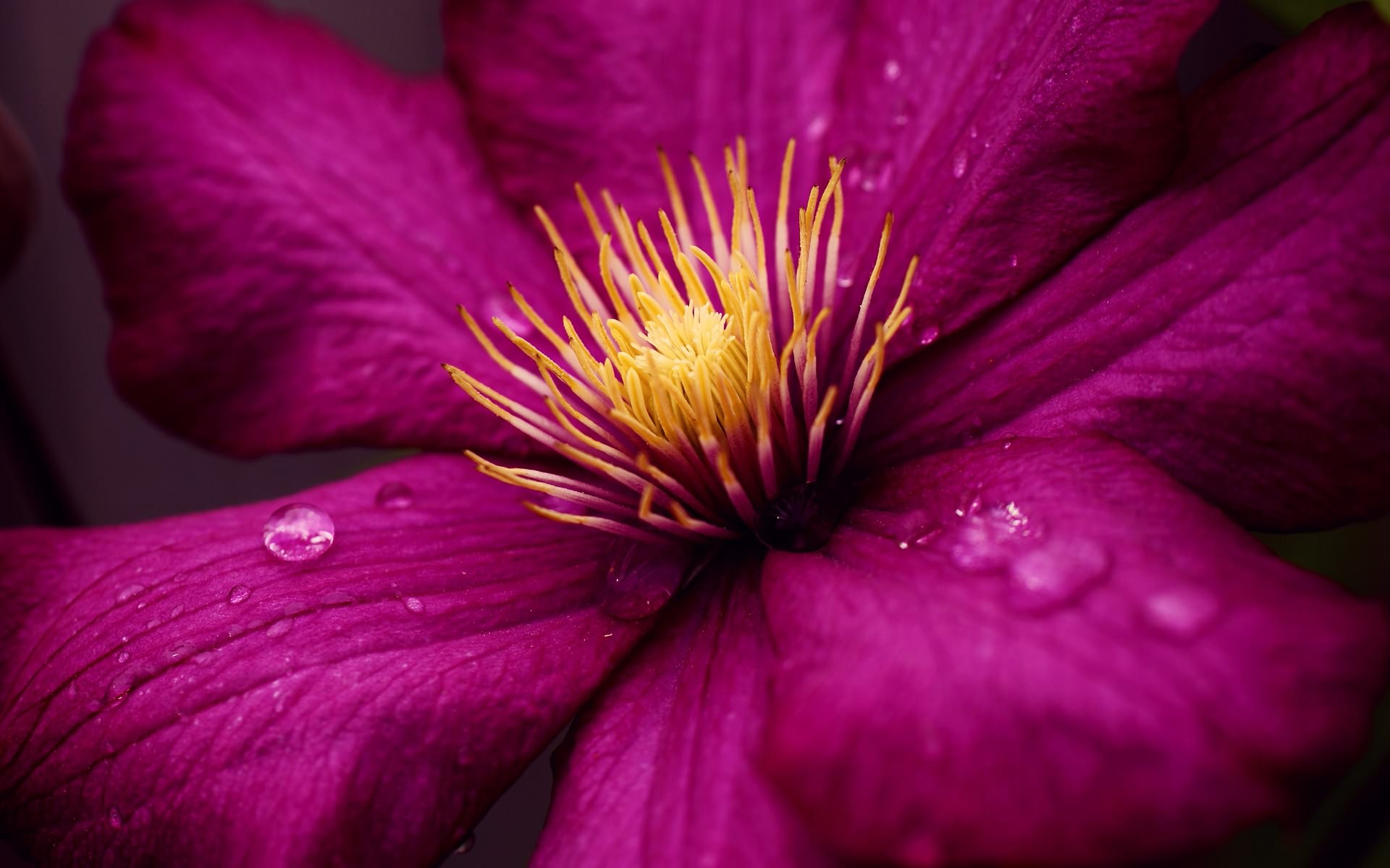 earth, clematis, flower, purple flower, flowers