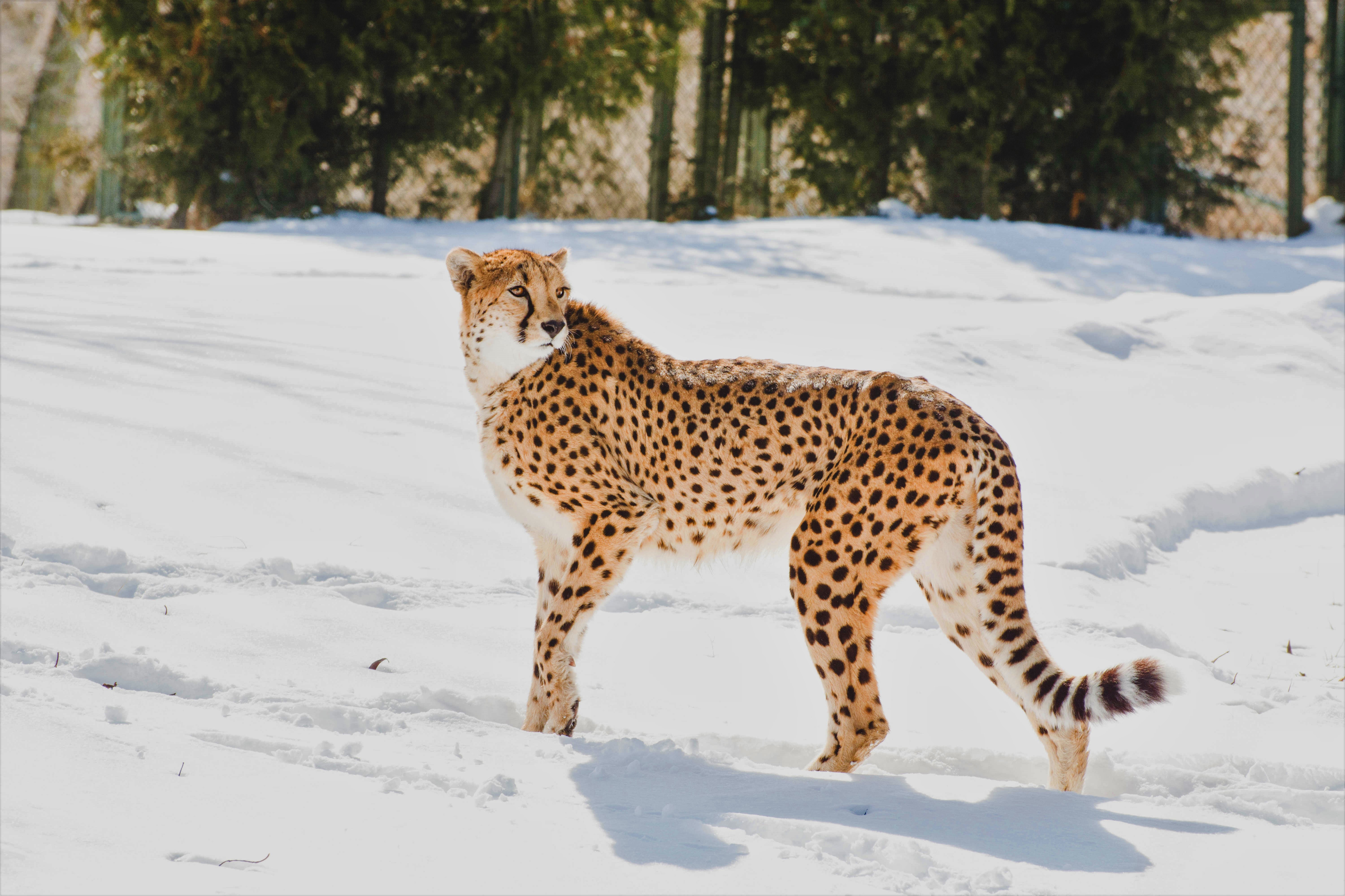 Free download wallpaper Winter, Cats, Cheetah, Snow, Animal, Zoo on your PC desktop