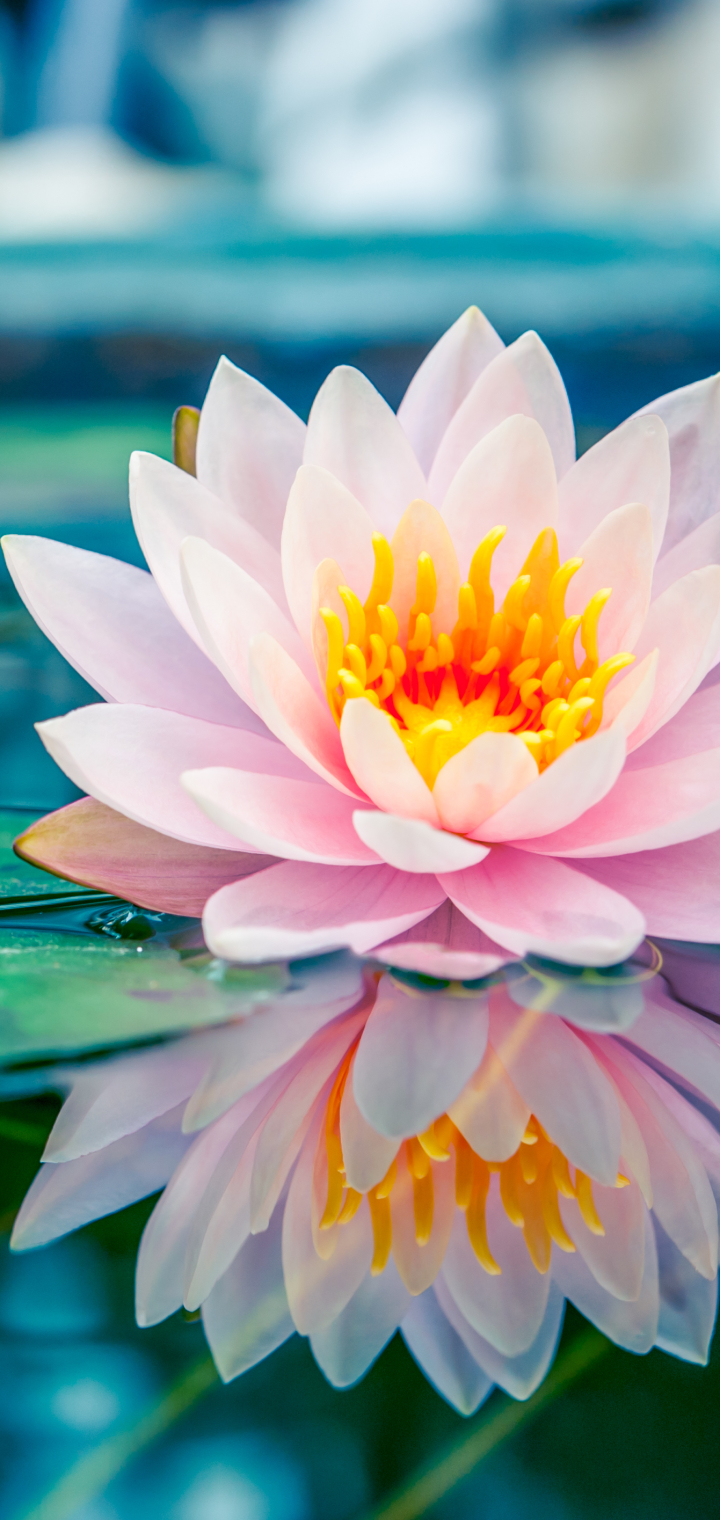 Download mobile wallpaper Flowers, Reflection, Flower, Earth, Water Lily for free.