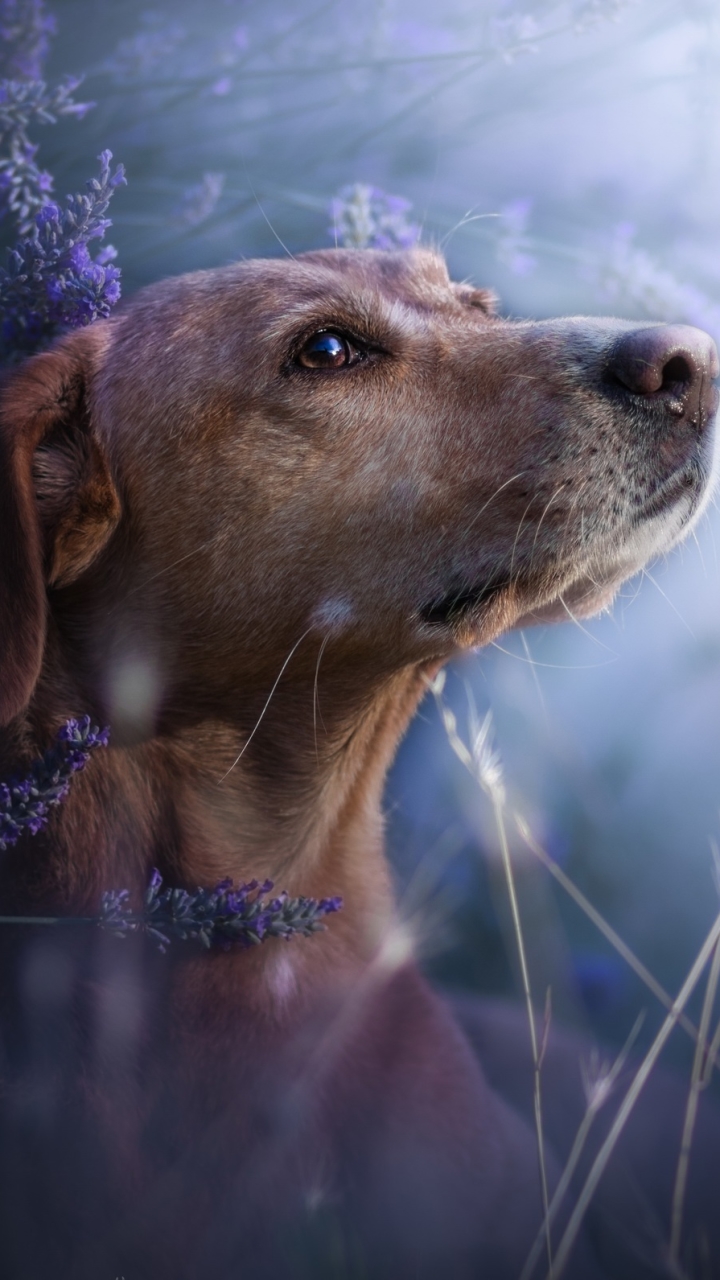 Download mobile wallpaper Dogs, Flower, Dog, Muzzle, Animal, Lavender for free.