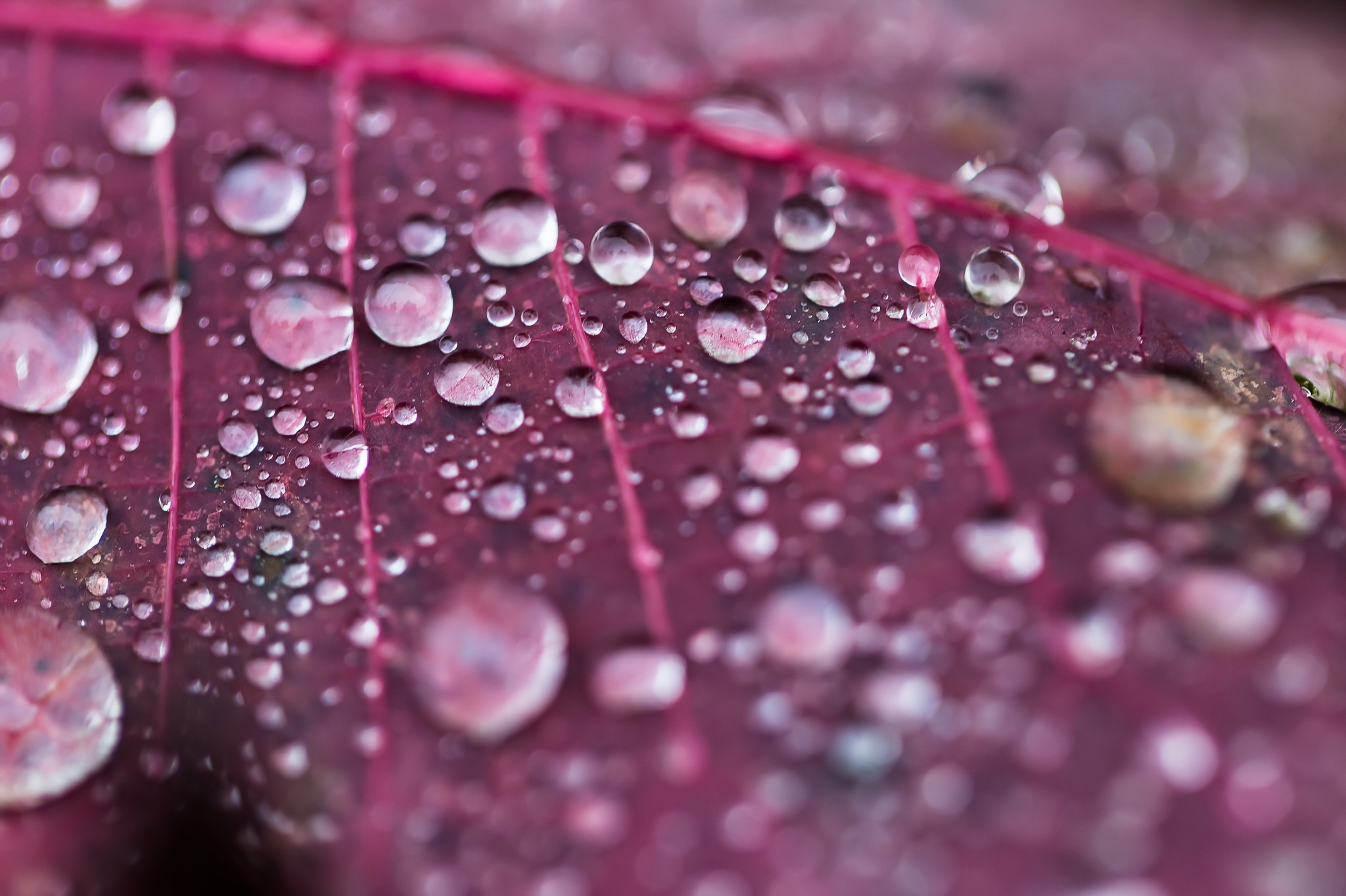 Descarga gratis la imagen Naturaleza, Hoja, Tierra/naturaleza, Gota De Agua, Macrofotografía en el escritorio de tu PC