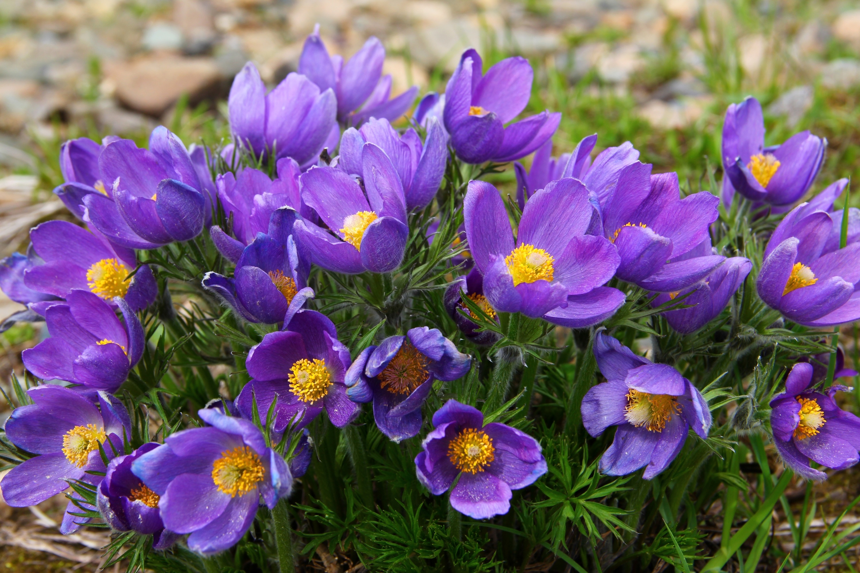 Descarga gratis la imagen Naturaleza, Flores, Flor, Primavera, Azafrán, Flor Purpura, Tierra/naturaleza en el escritorio de tu PC