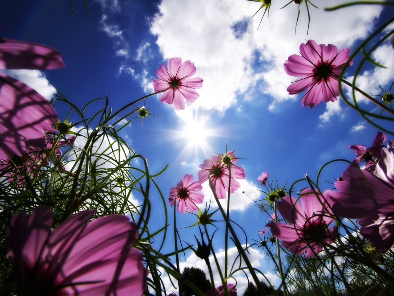 1517856 descargar imagen naturaleza, flor, cosmos, tierra/naturaleza, nube, flor rosa, sol: fondos de pantalla y protectores de pantalla gratis