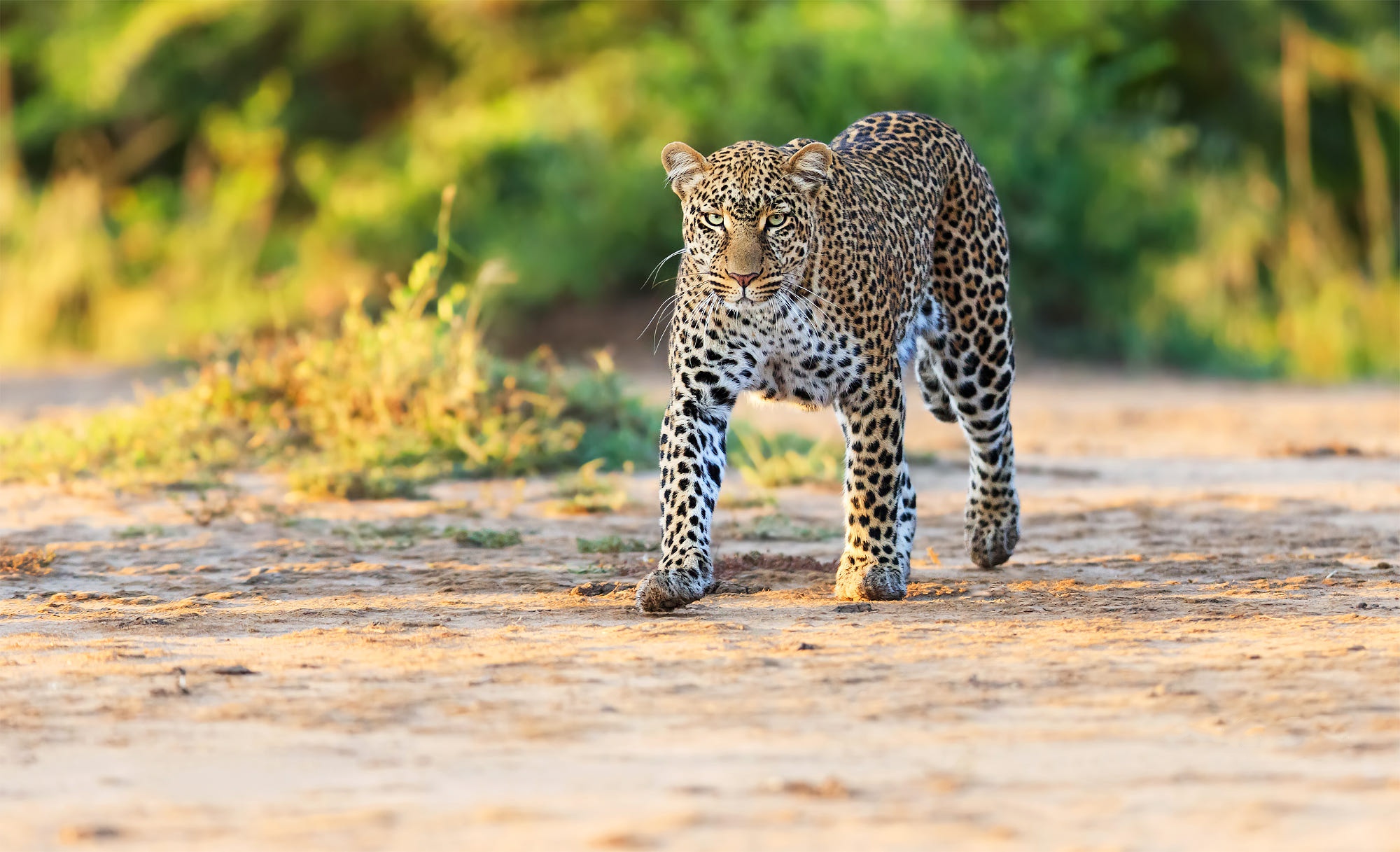 Baixar papel de parede para celular de Leopardo, Gatos, Animais gratuito.