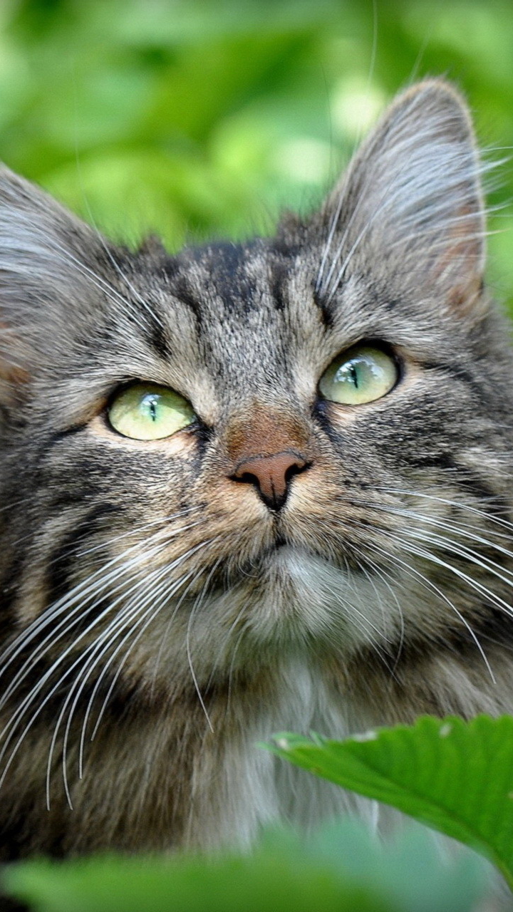 Handy-Wallpaper Tiere, Katzen, Katze kostenlos herunterladen.