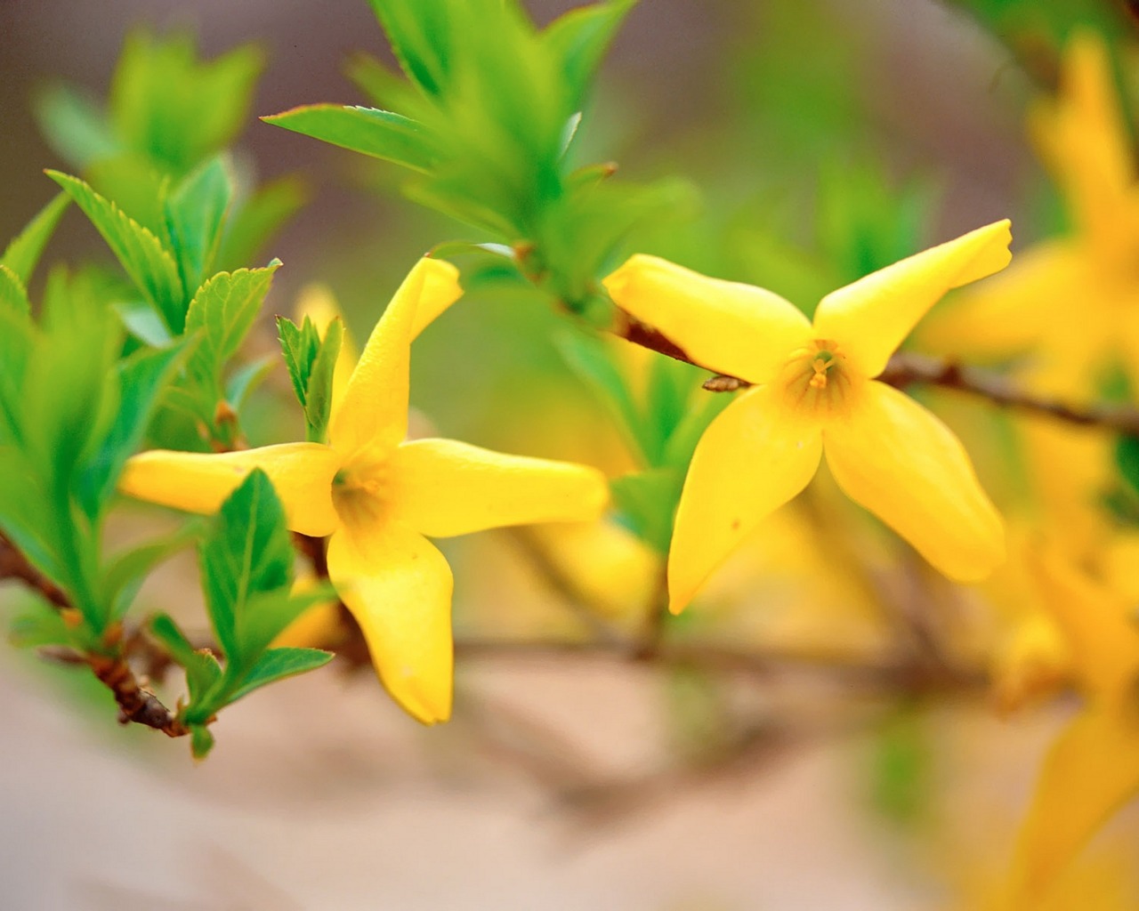 Descarga gratis la imagen Flor, Tierra/naturaleza en el escritorio de tu PC