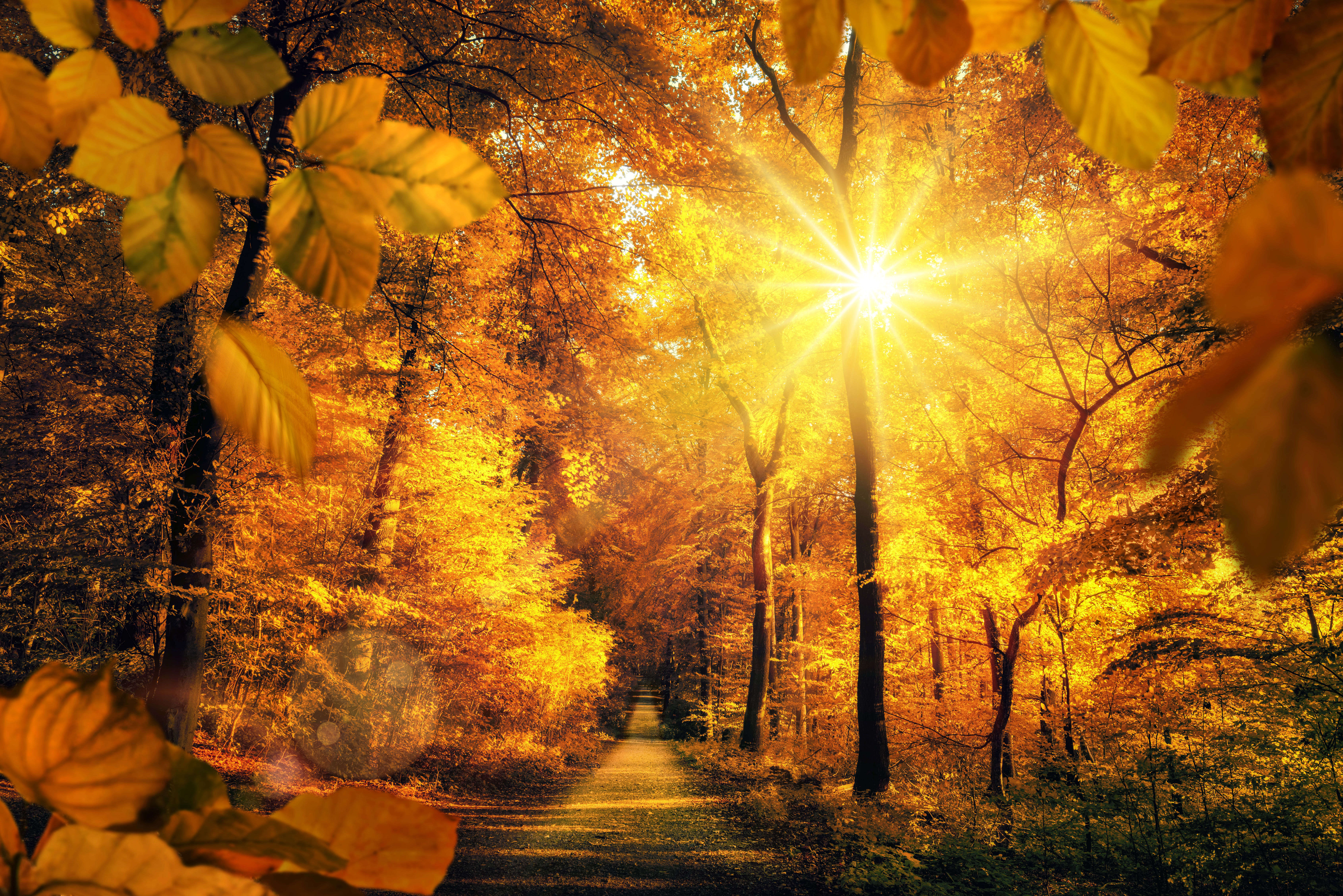 Скачать обои бесплатно Природа, Осень, Лес, Дерево, Дорожка, Солнечный Луч, Земля/природа картинка на рабочий стол ПК