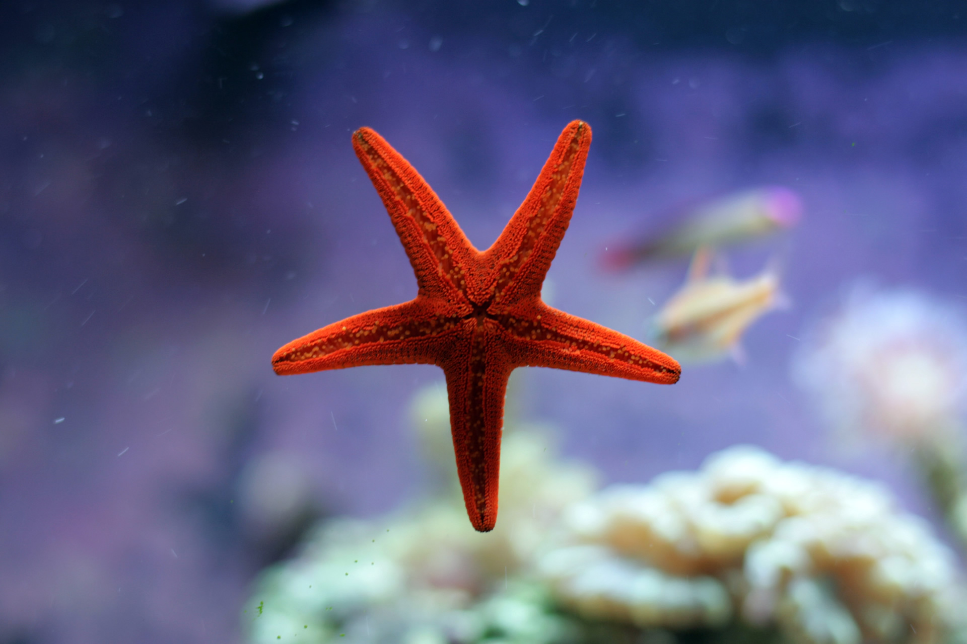 538136 descargar fondo de pantalla animales, estrella de mar: protectores de pantalla e imágenes gratis