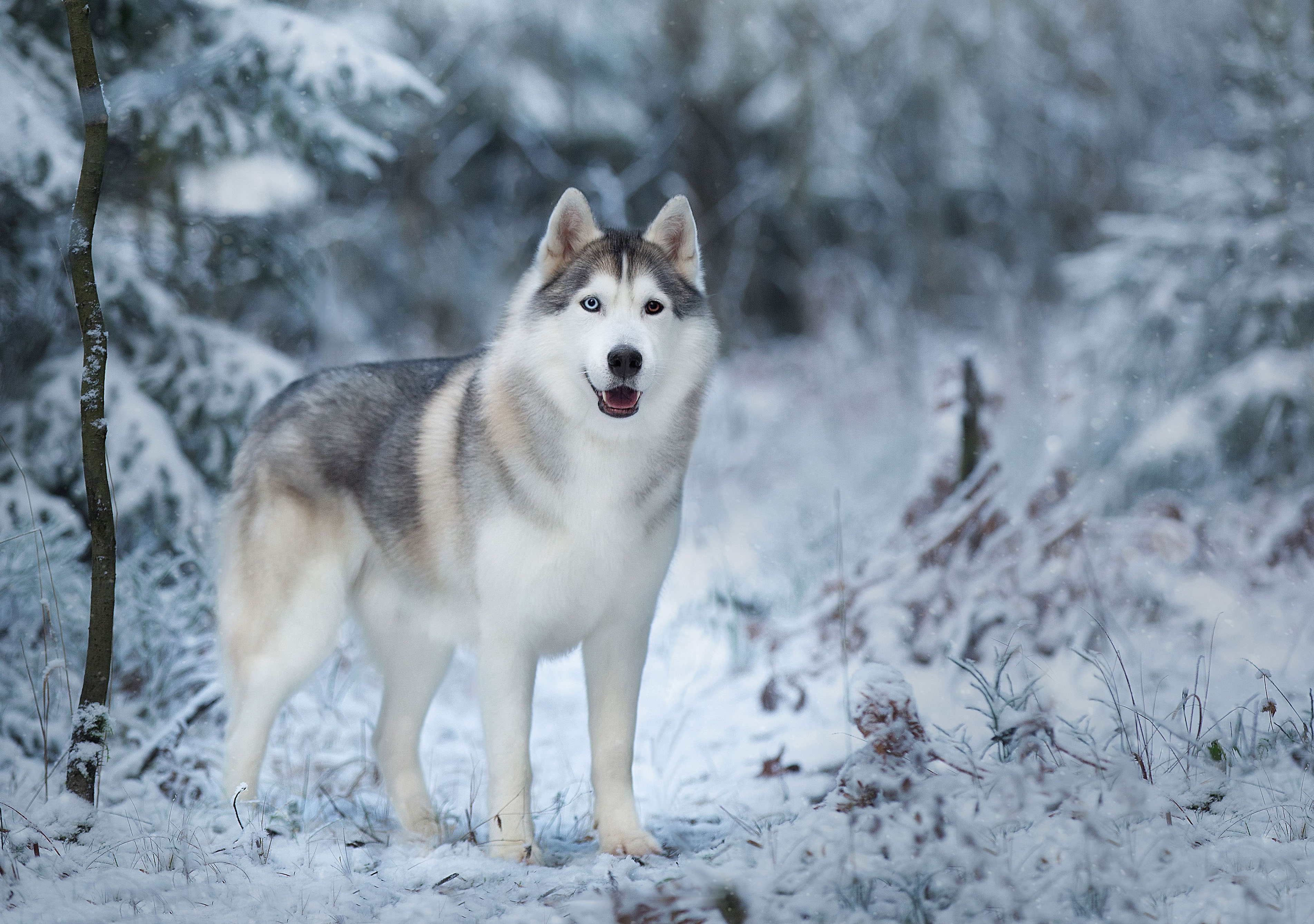 Handy-Wallpaper Tiere, Winter, Hunde, Hund, Schlittenhund kostenlos herunterladen.