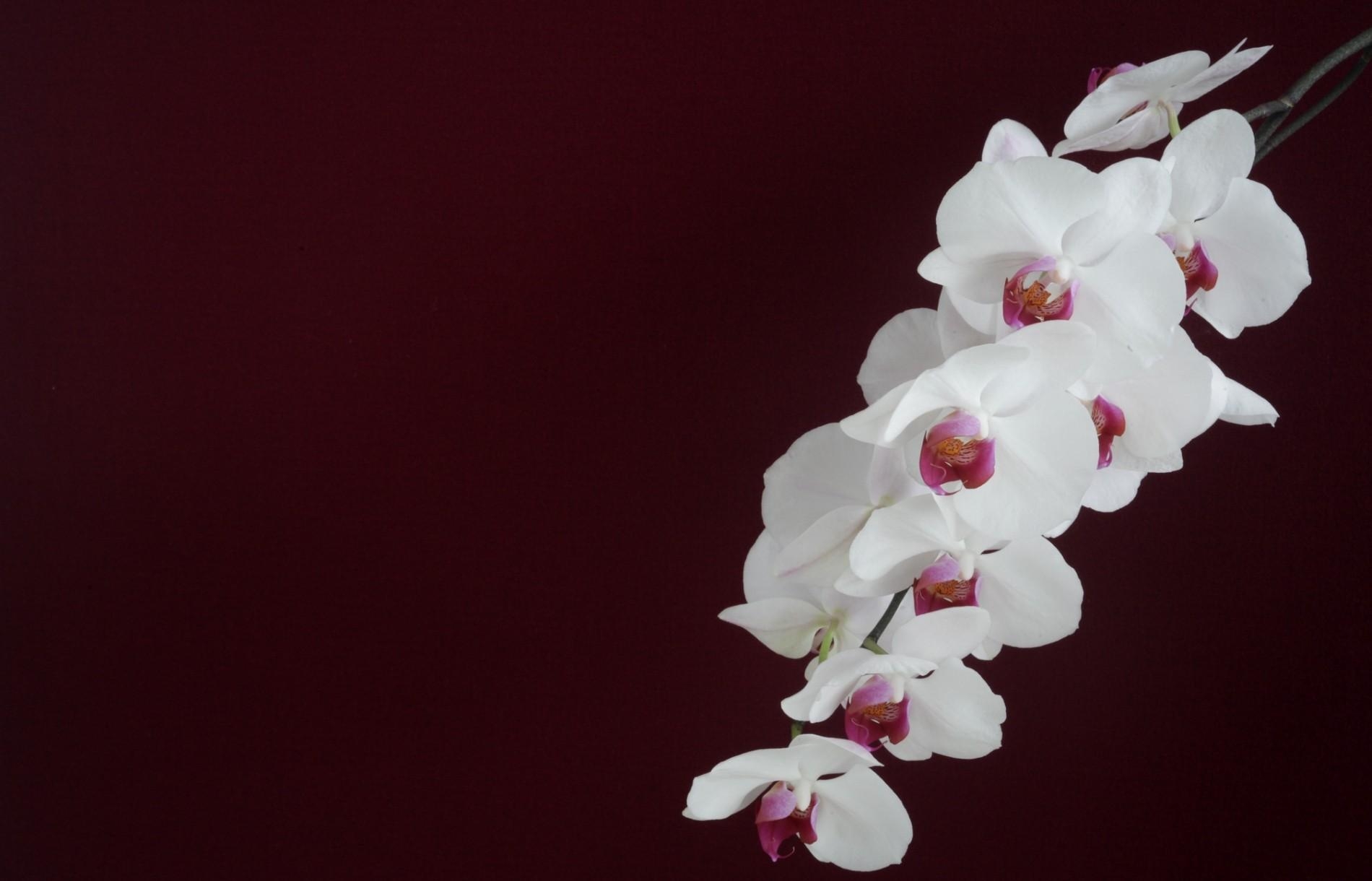 150170 Bild herunterladen hintergrund, weiß, minimalismus, ast, zweig, orchidee, orchid - Hintergrundbilder und Bildschirmschoner kostenlos