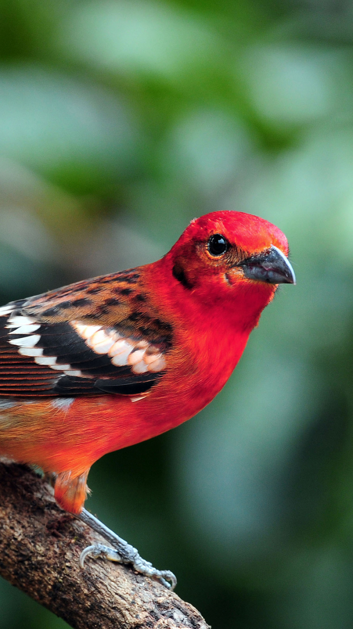 Baixar papel de parede para celular de Animais, Aves, Pássaro gratuito.