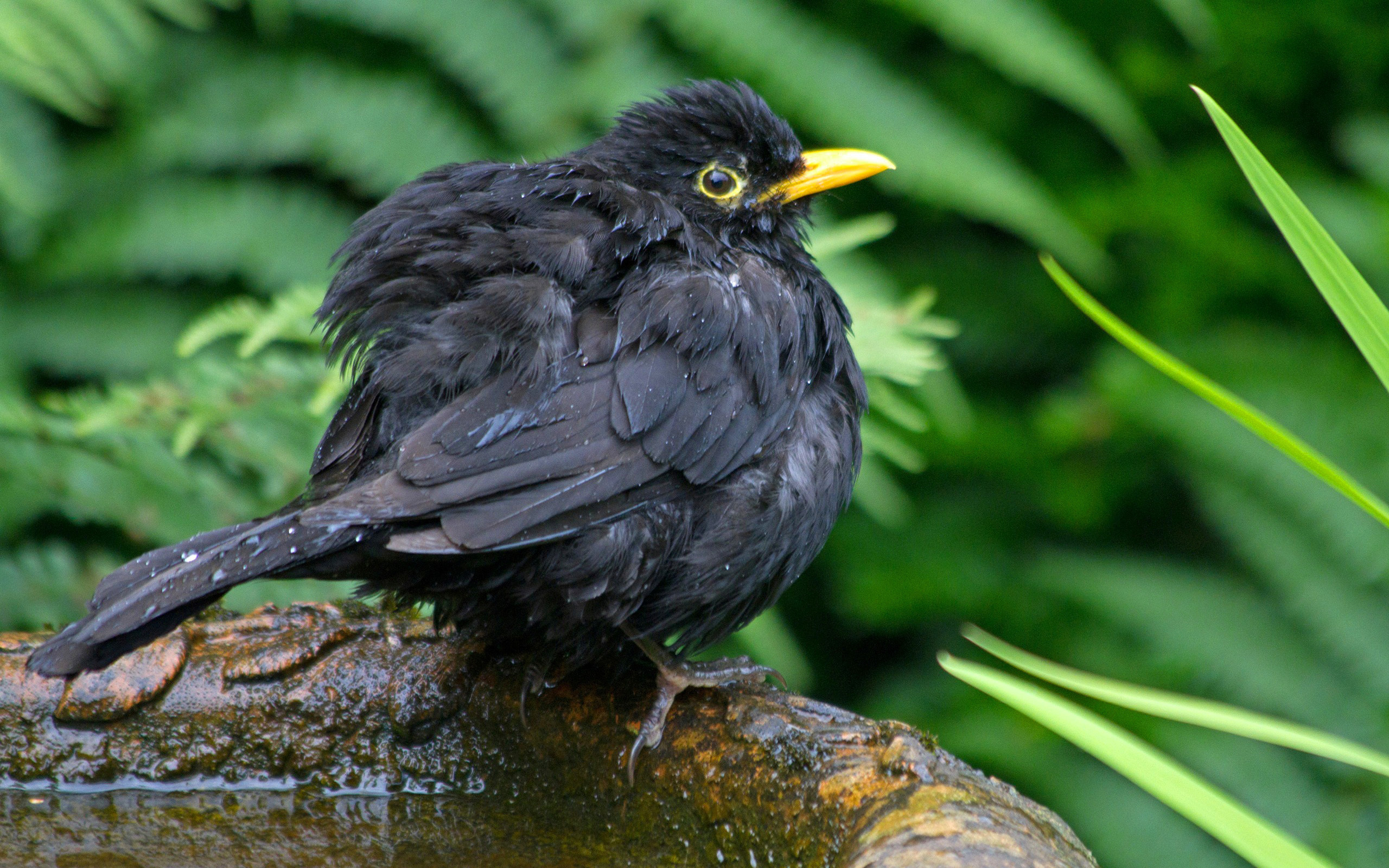 Baixar papel de parede para celular de Pássaro, Aves, Animais gratuito.