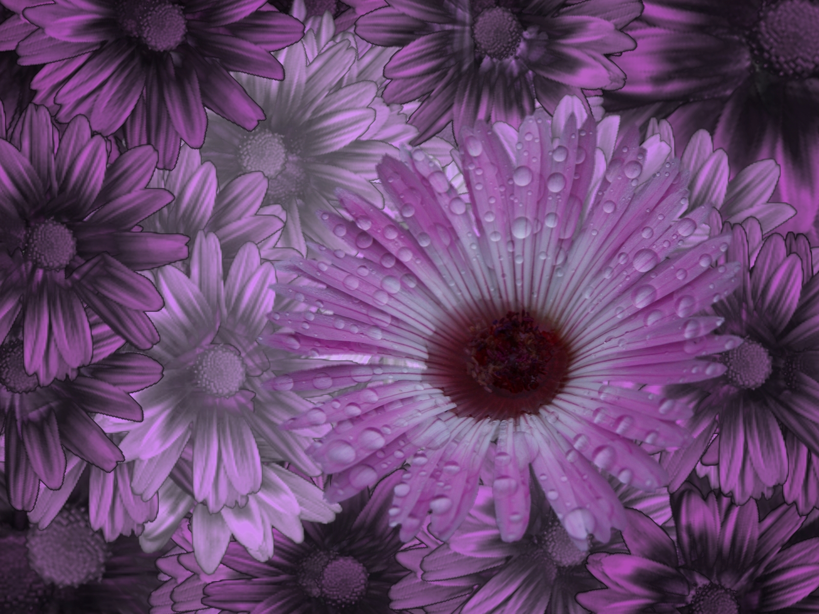 Download mobile wallpaper Flowers, Flower, Artistic, Daisy, Purple Flower, Water Drop for free.