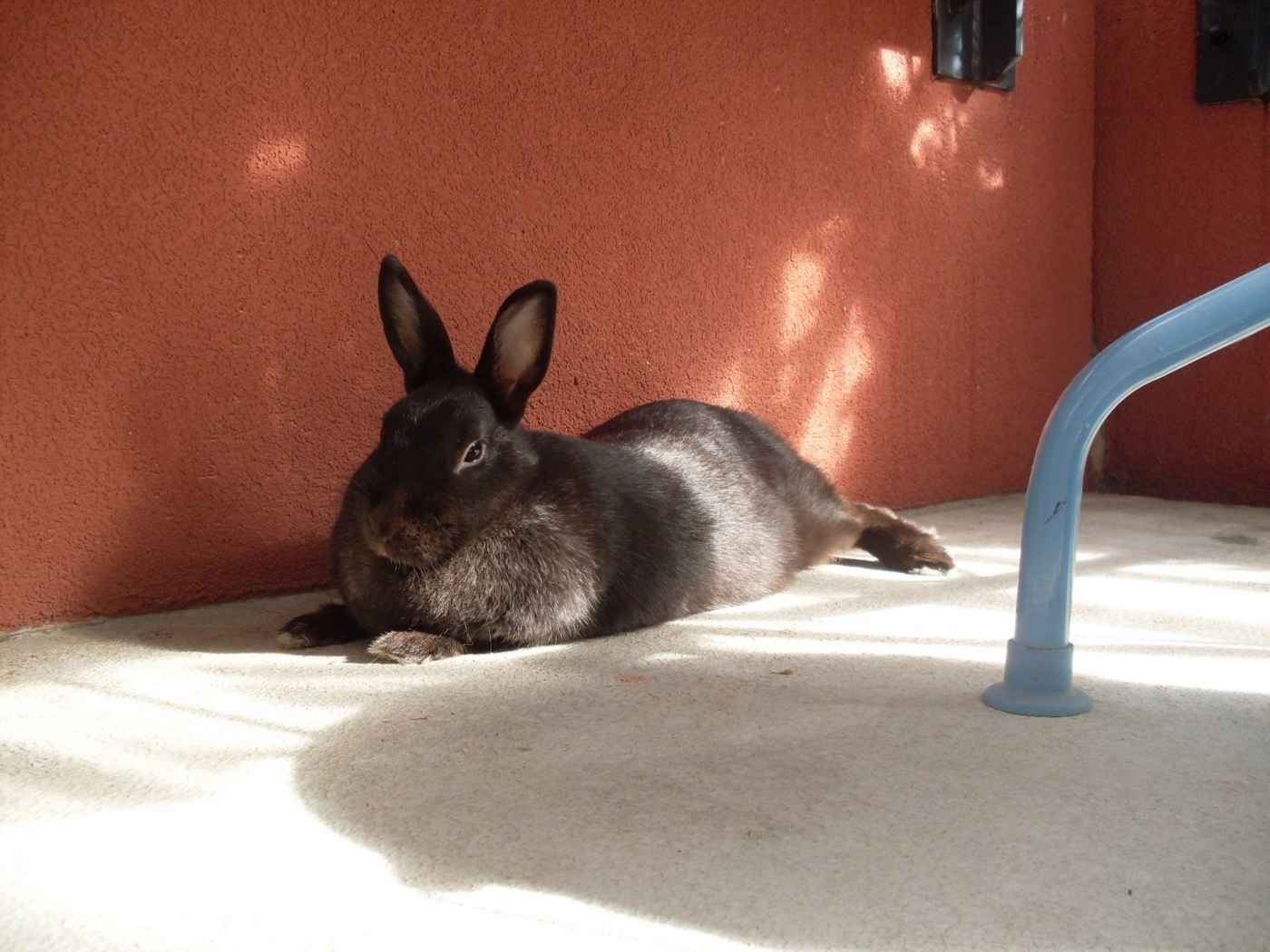 Laden Sie das Tiere, Kaninchen-Bild kostenlos auf Ihren PC-Desktop herunter