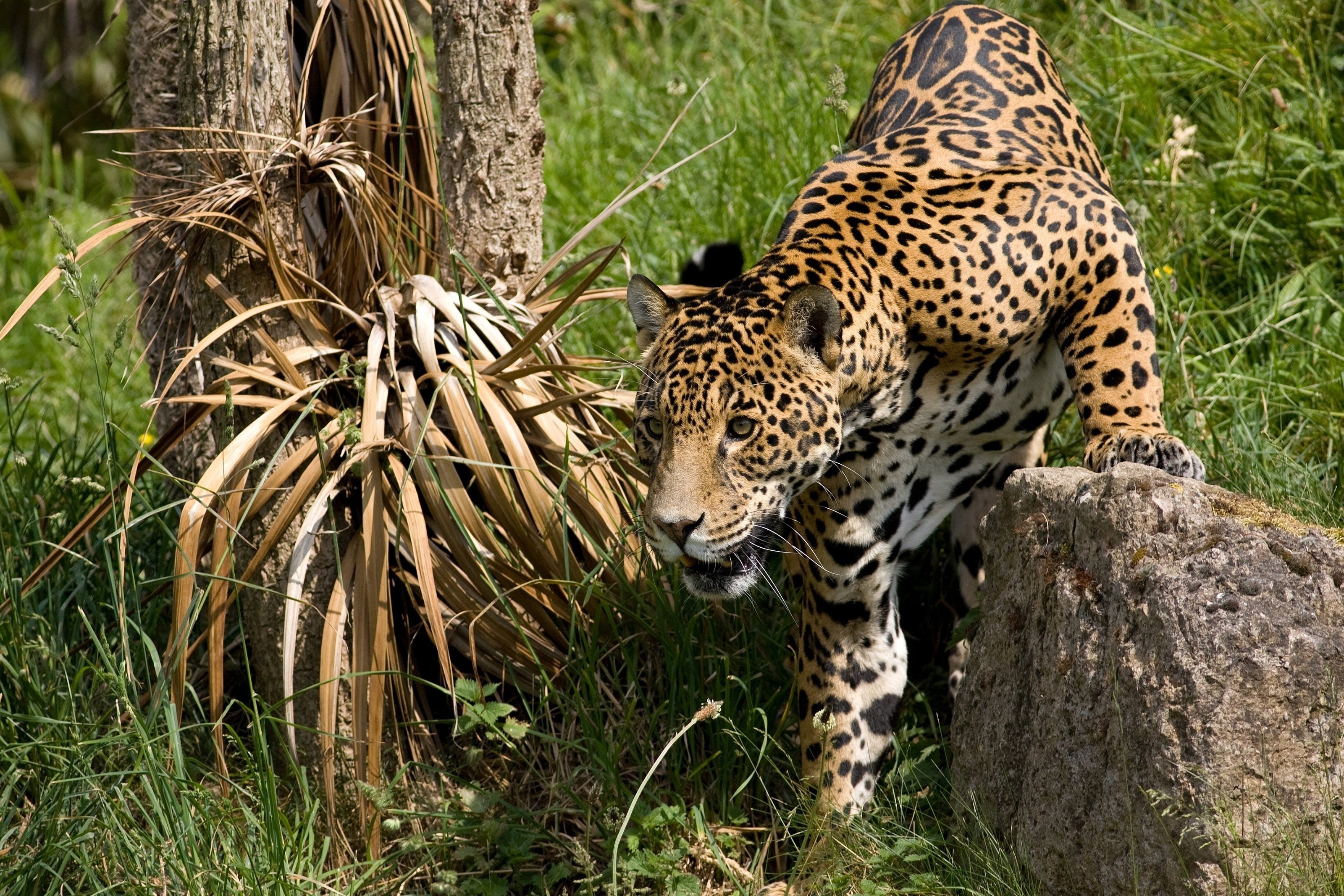 Download mobile wallpaper Cats, Jaguar, Animal for free.