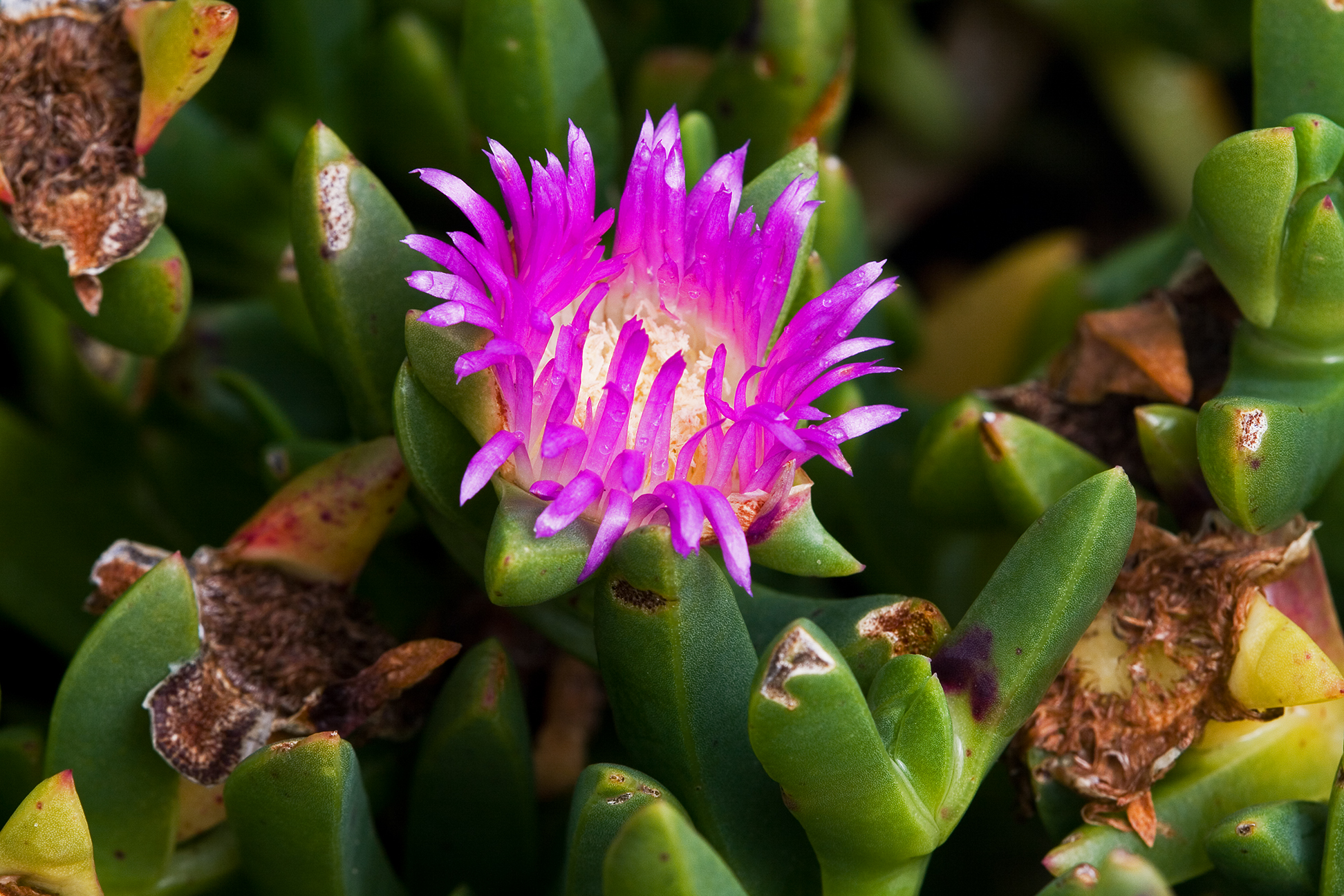 Téléchargez gratuitement l'image Fleurs, Fleur, Terre/nature sur le bureau de votre PC