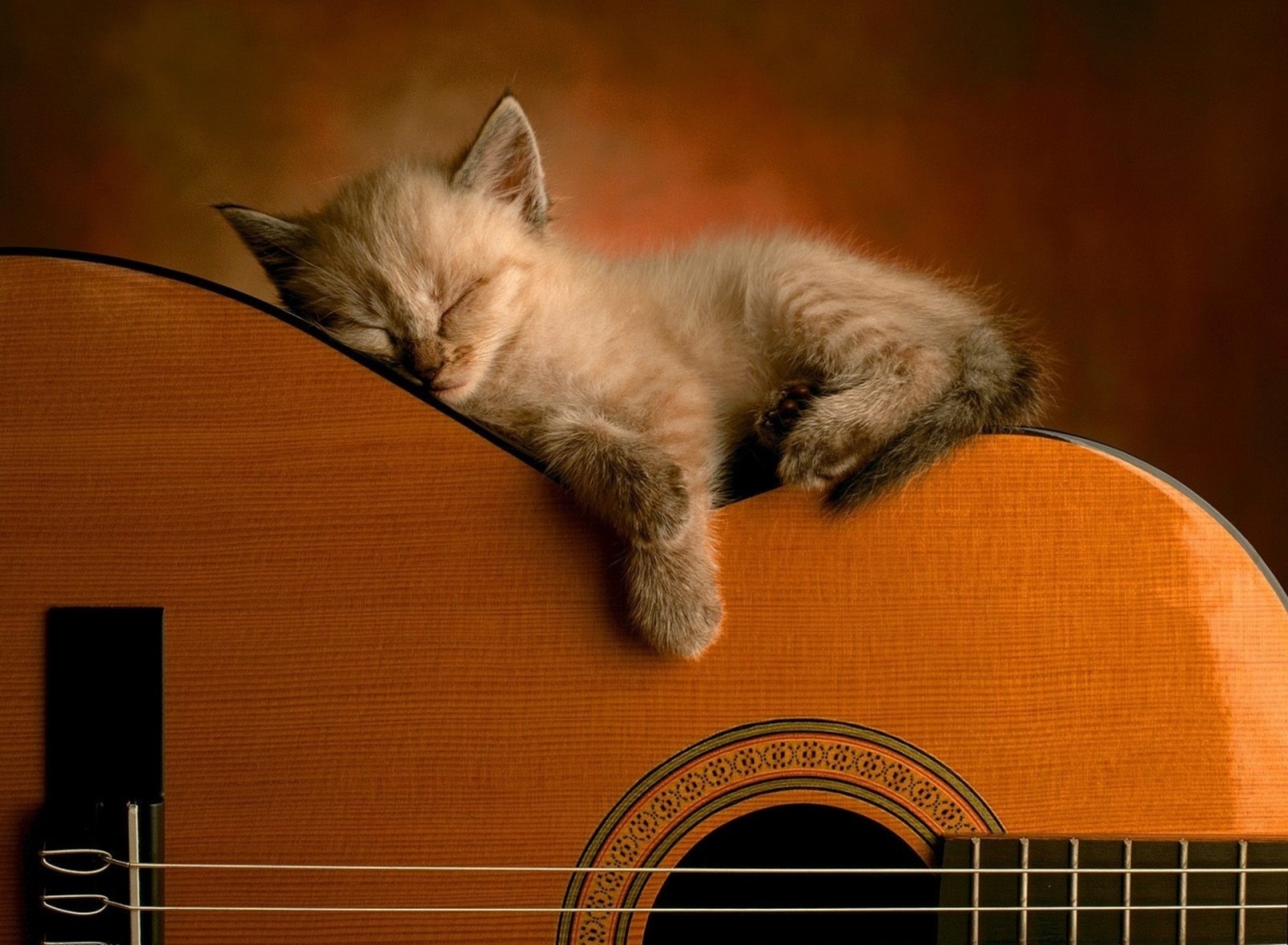 PC Wallpapers cat, guitar, kitten, cats, animal, cute