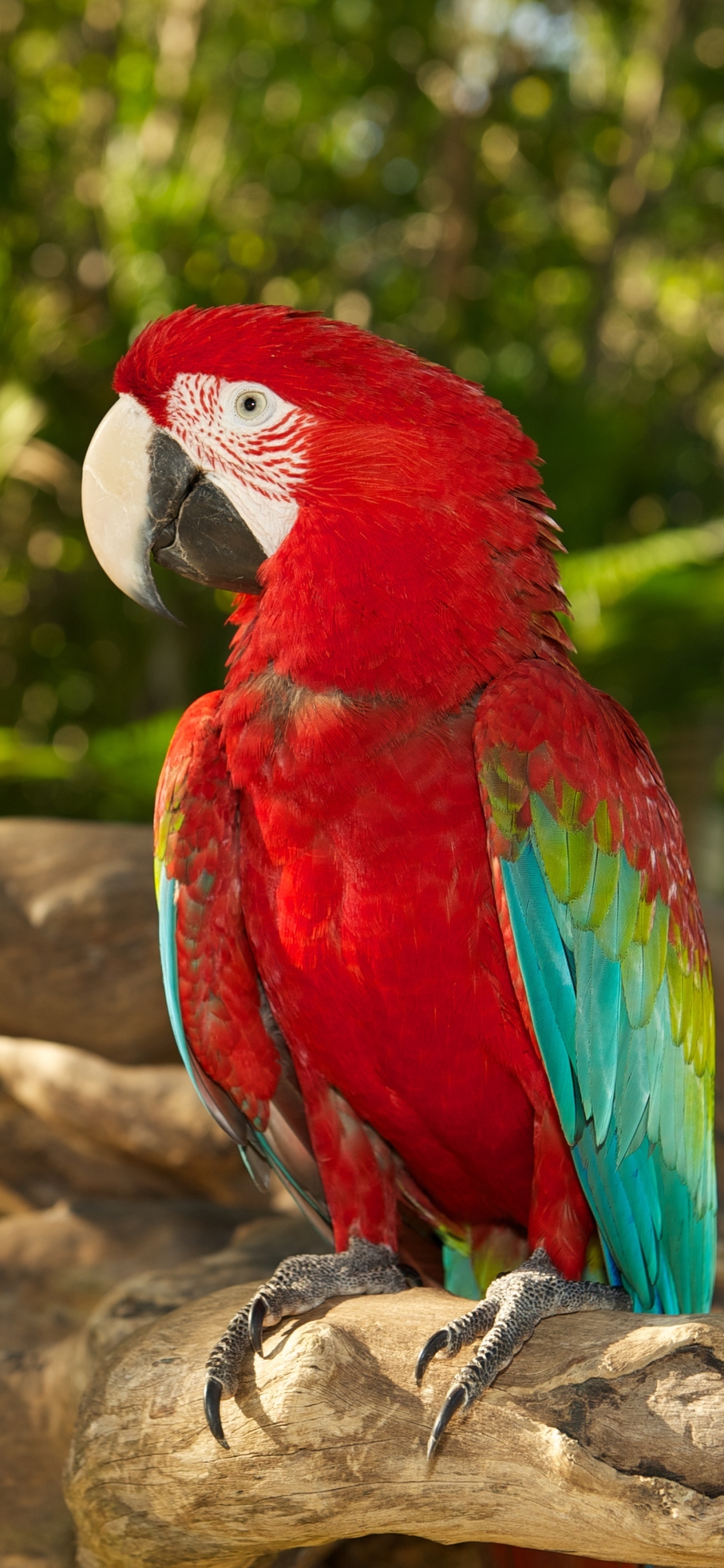 Download mobile wallpaper Birds, Bird, Animal, Bokeh, Macaw, Parrot, Red And Green Macaw for free.