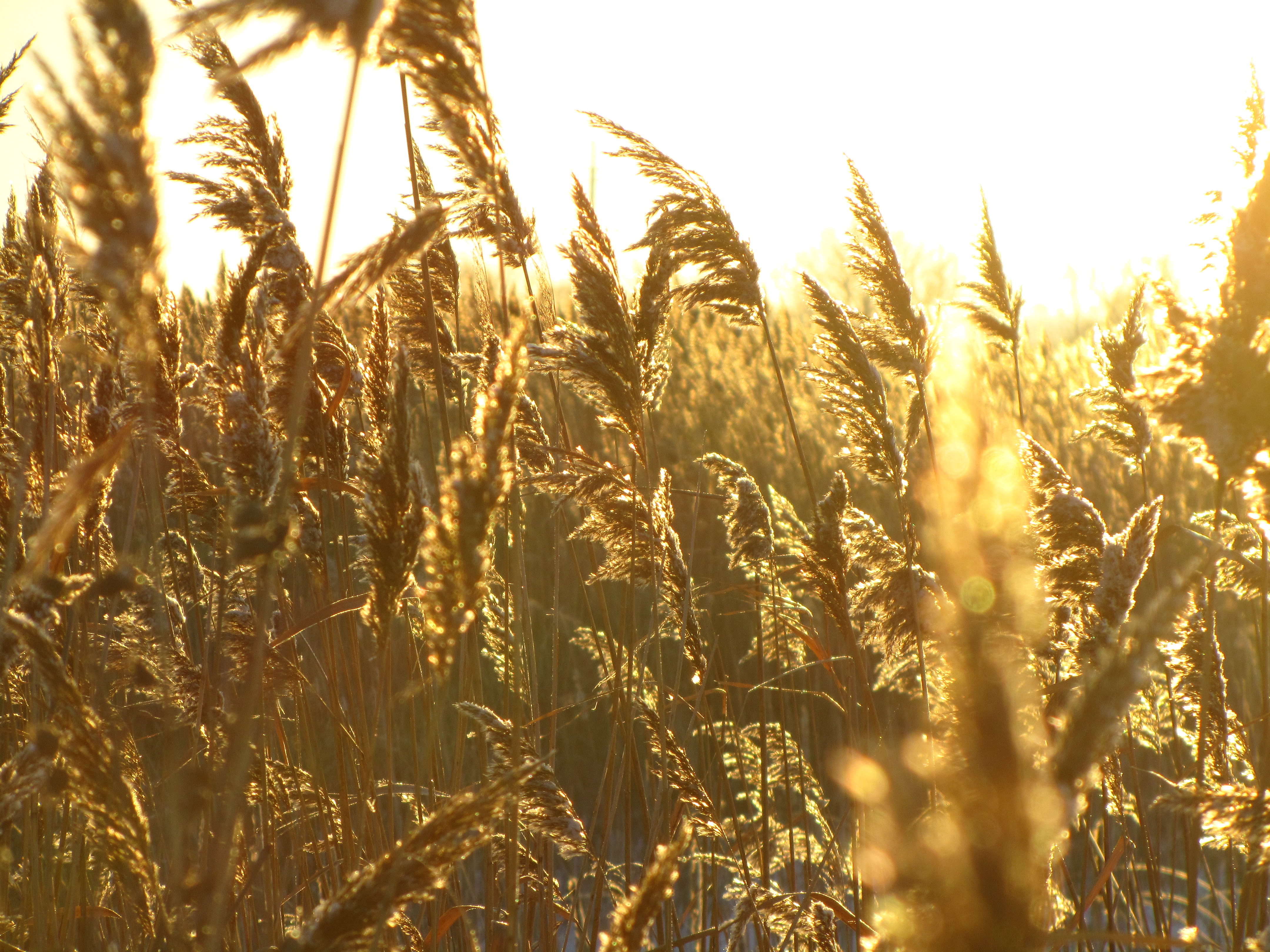 Handy-Wallpaper Erde/natur, Planze kostenlos herunterladen.