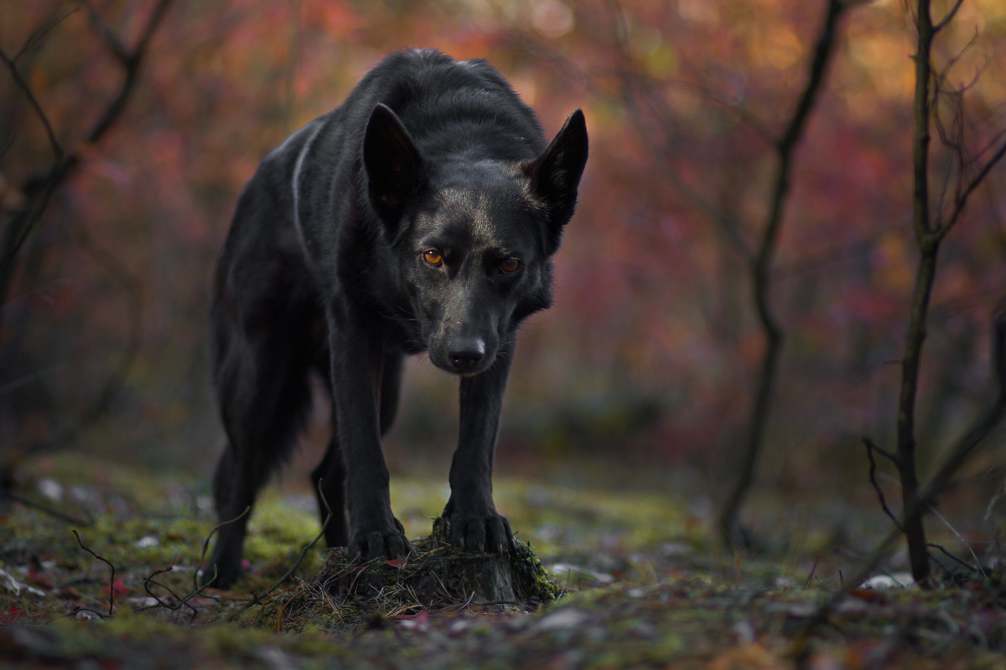 PCデスクトップに動物, 犬, 被写界深度画像を無料でダウンロード