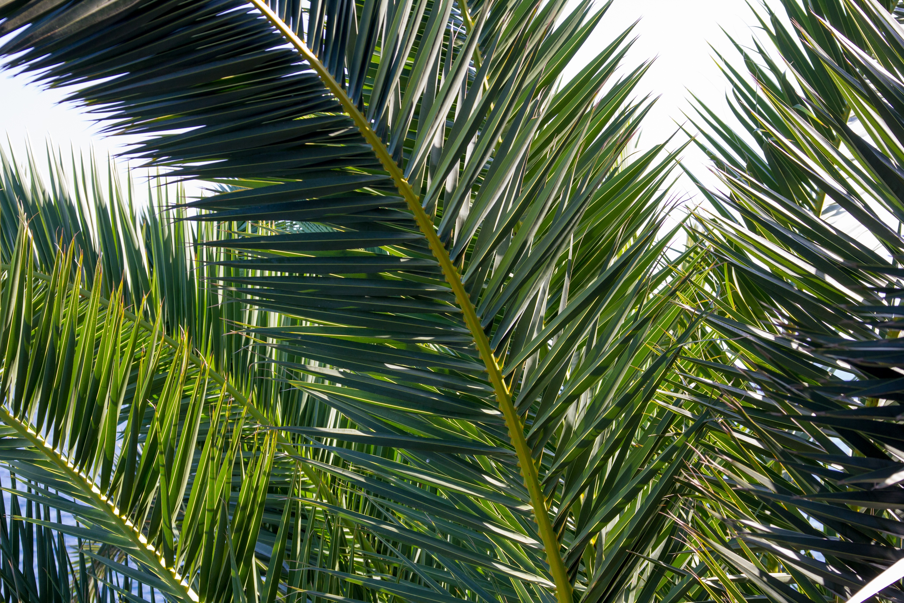 Download mobile wallpaper Branches, Palm, Nature, Plant for free.