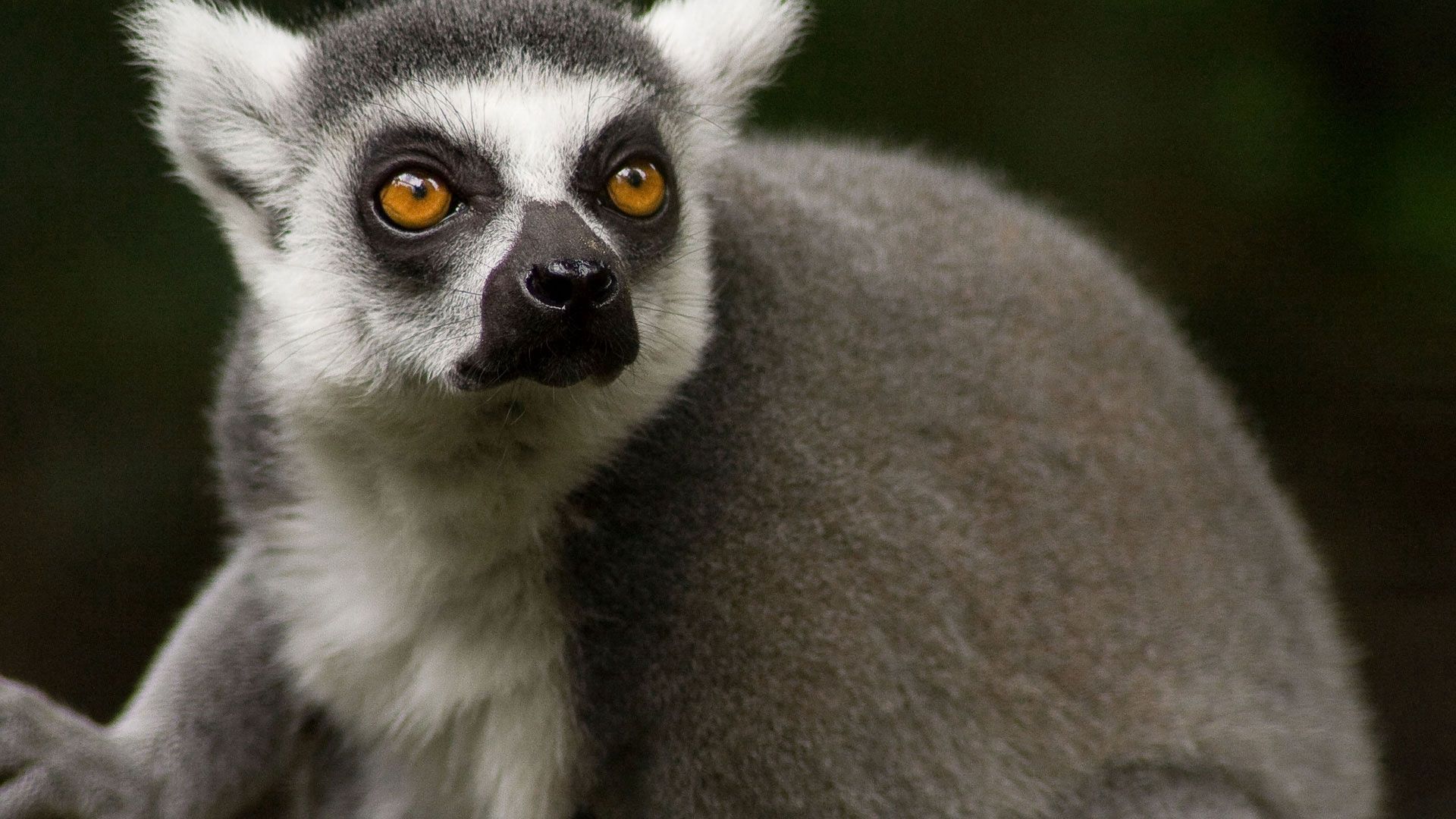 150017 Hintergrundbild herunterladen lemur, tiere, schnauze, augen, nase, wolle - Bildschirmschoner und Bilder kostenlos