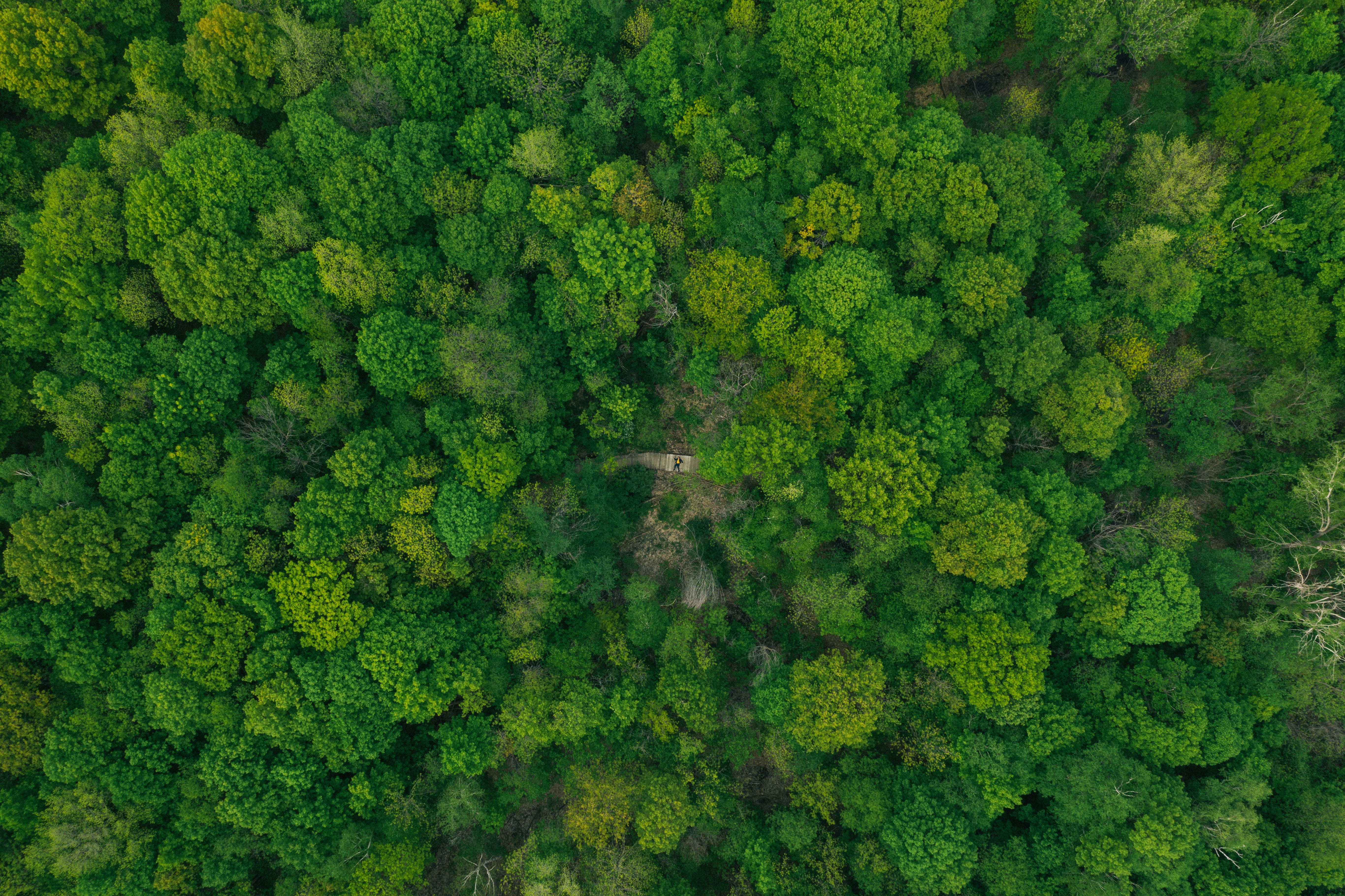 Download mobile wallpaper Top, Trees, Tops, View From Above, Forest, Nature for free.