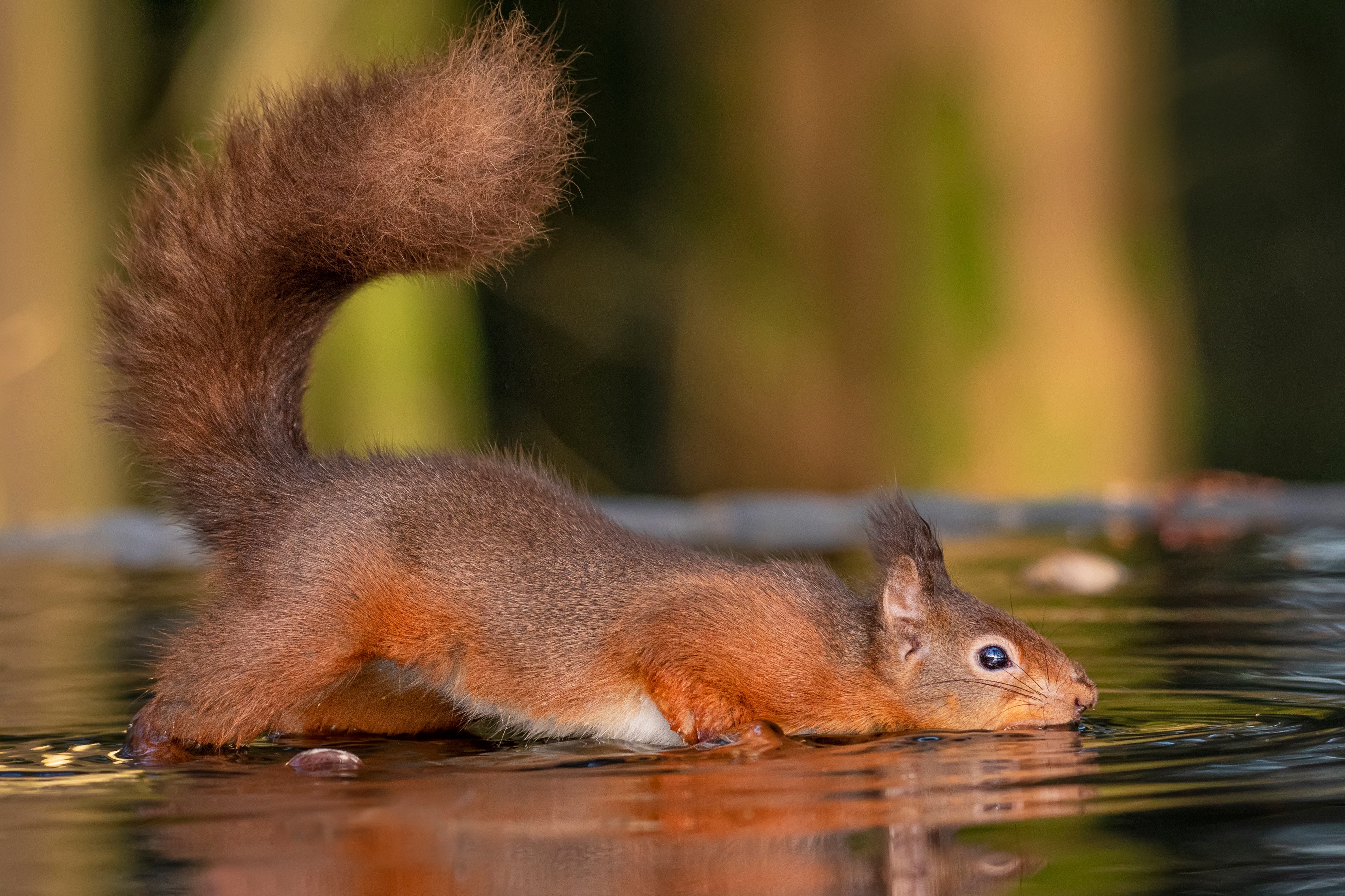 Download mobile wallpaper Squirrel, Water, Animal, Rodent for free.