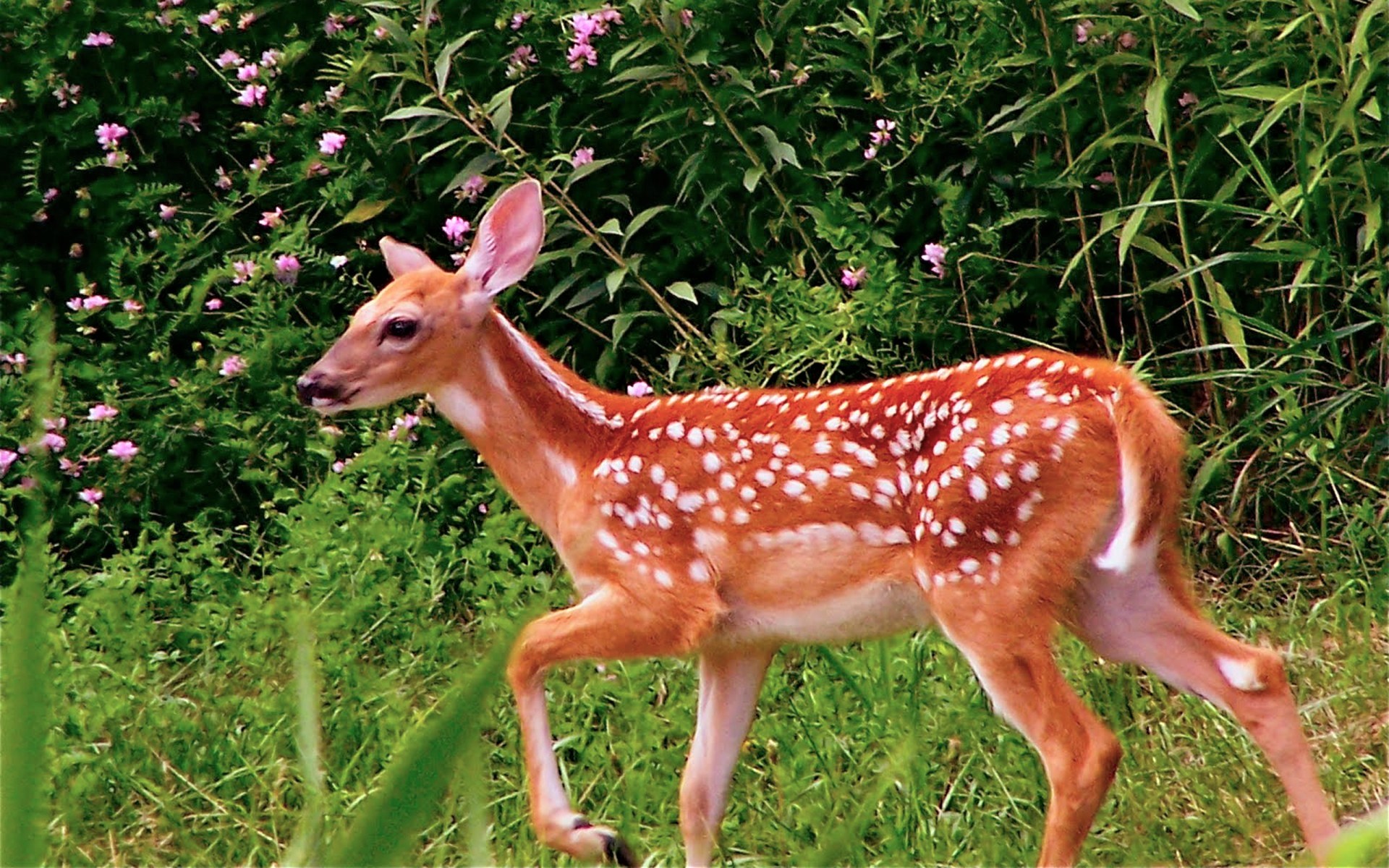 Download mobile wallpaper Animal, Fawn, Deer for free.