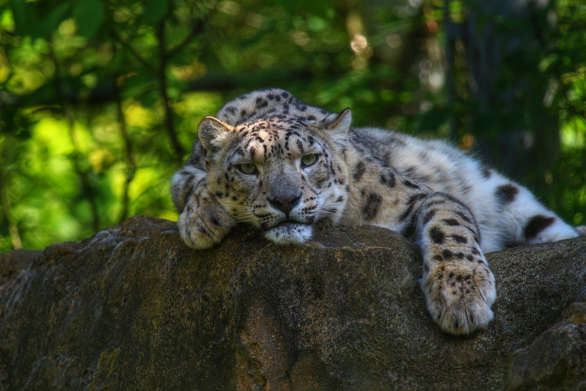 Free download wallpaper Snow Leopard, Cats, Animal on your PC desktop