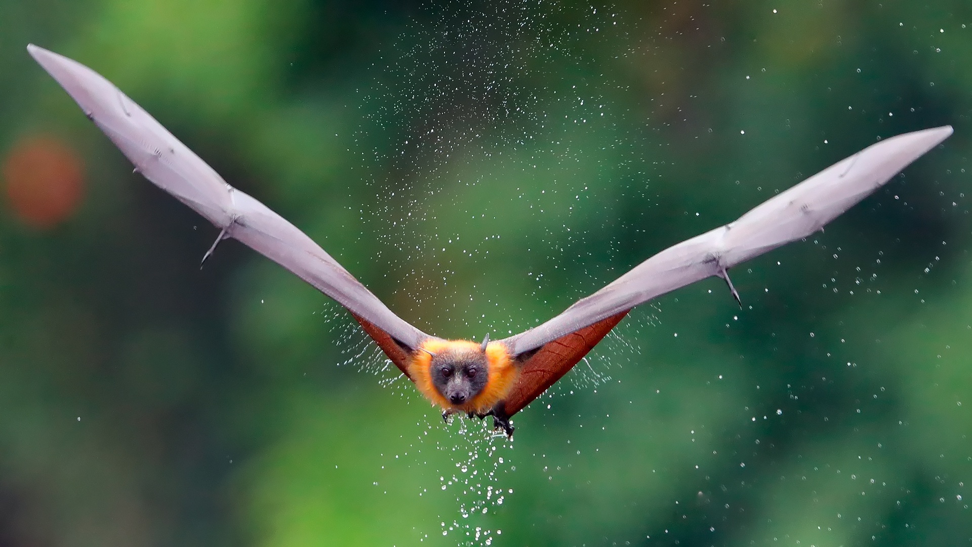 Download mobile wallpaper Birds, Animal, Bat for free.