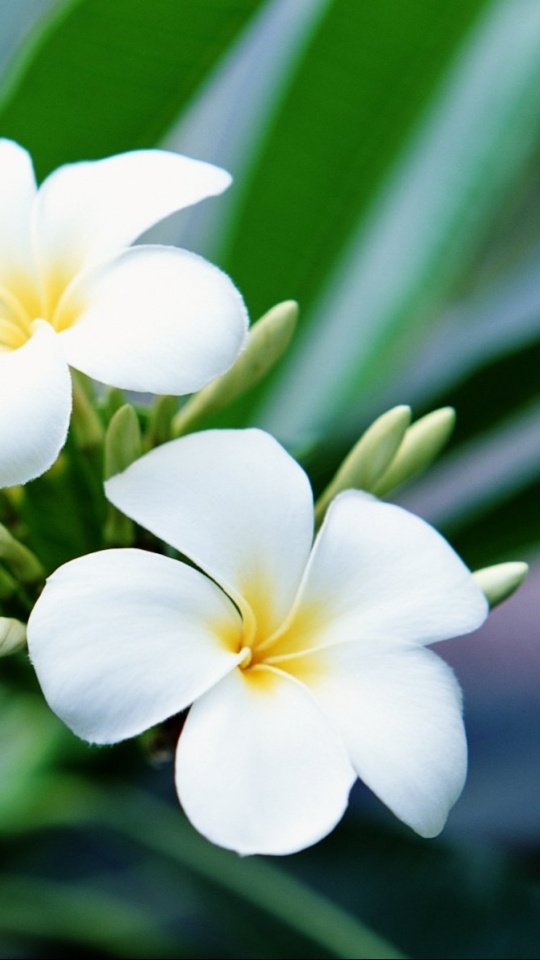 Download mobile wallpaper Flowers, Earth, Frangipani for free.