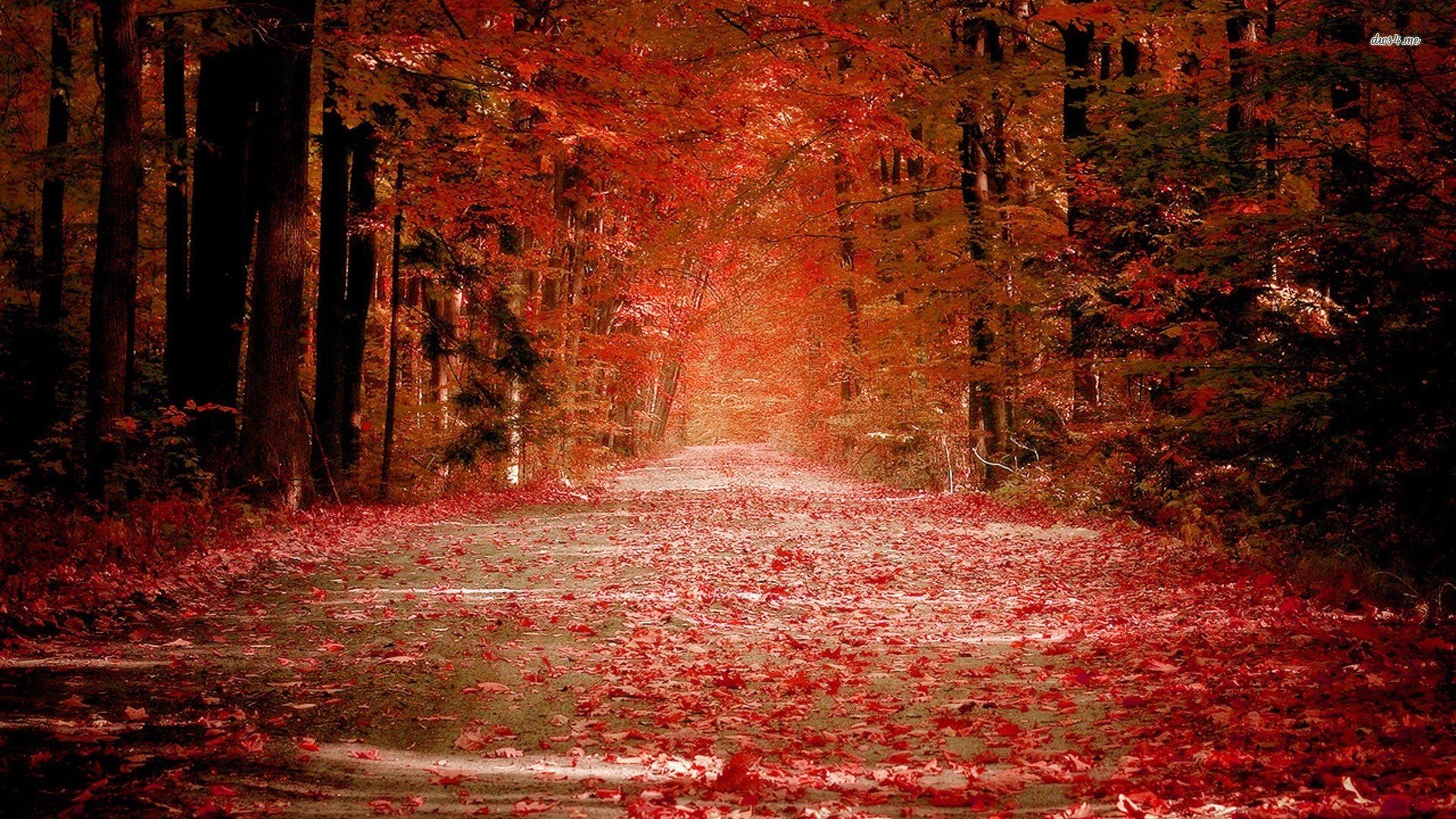 PCデスクトップに木, 秋, 葉, 道, マンメイド画像を無料でダウンロード