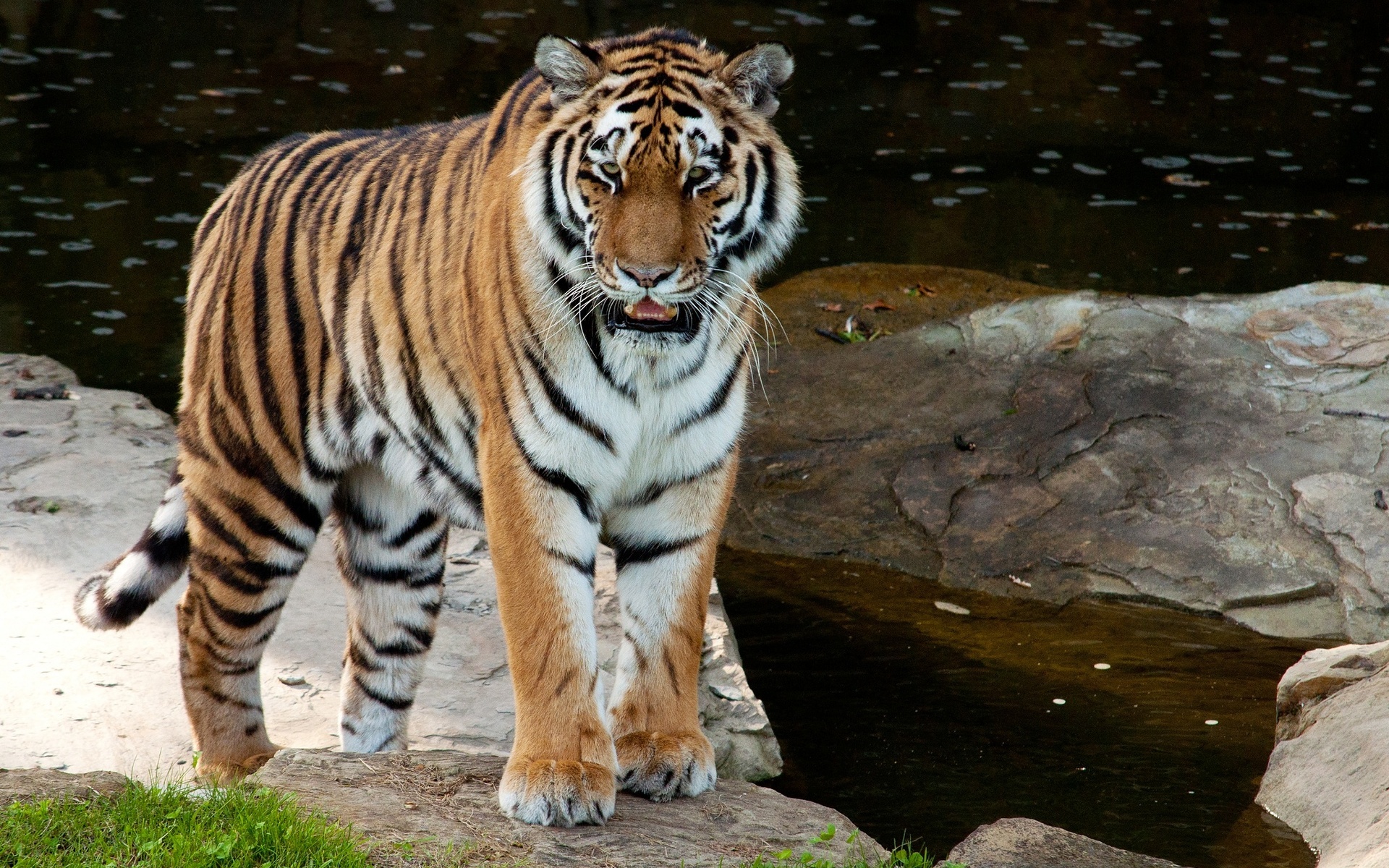 Baixar papel de parede para celular de Animais, Gatos, Tigre gratuito.