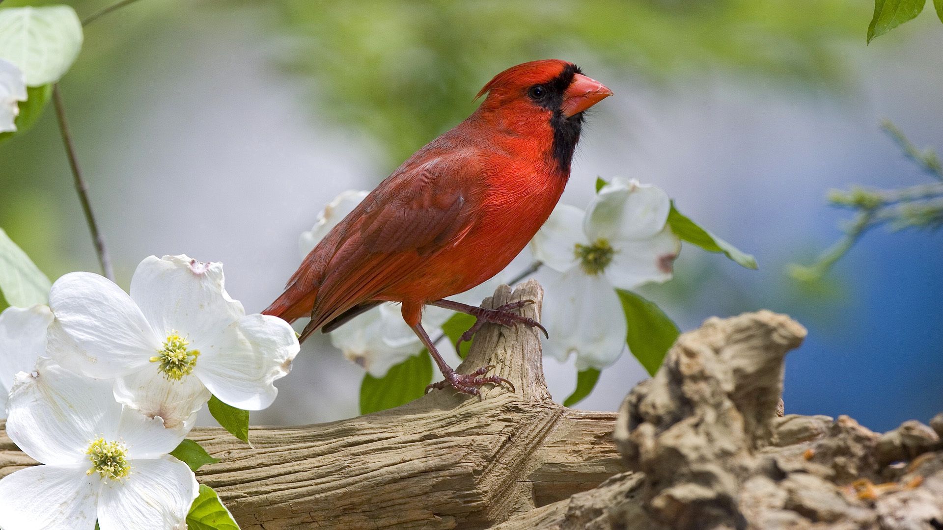 Download mobile wallpaper Animals, Branch, Flowers, Cardinal, Bird for free.