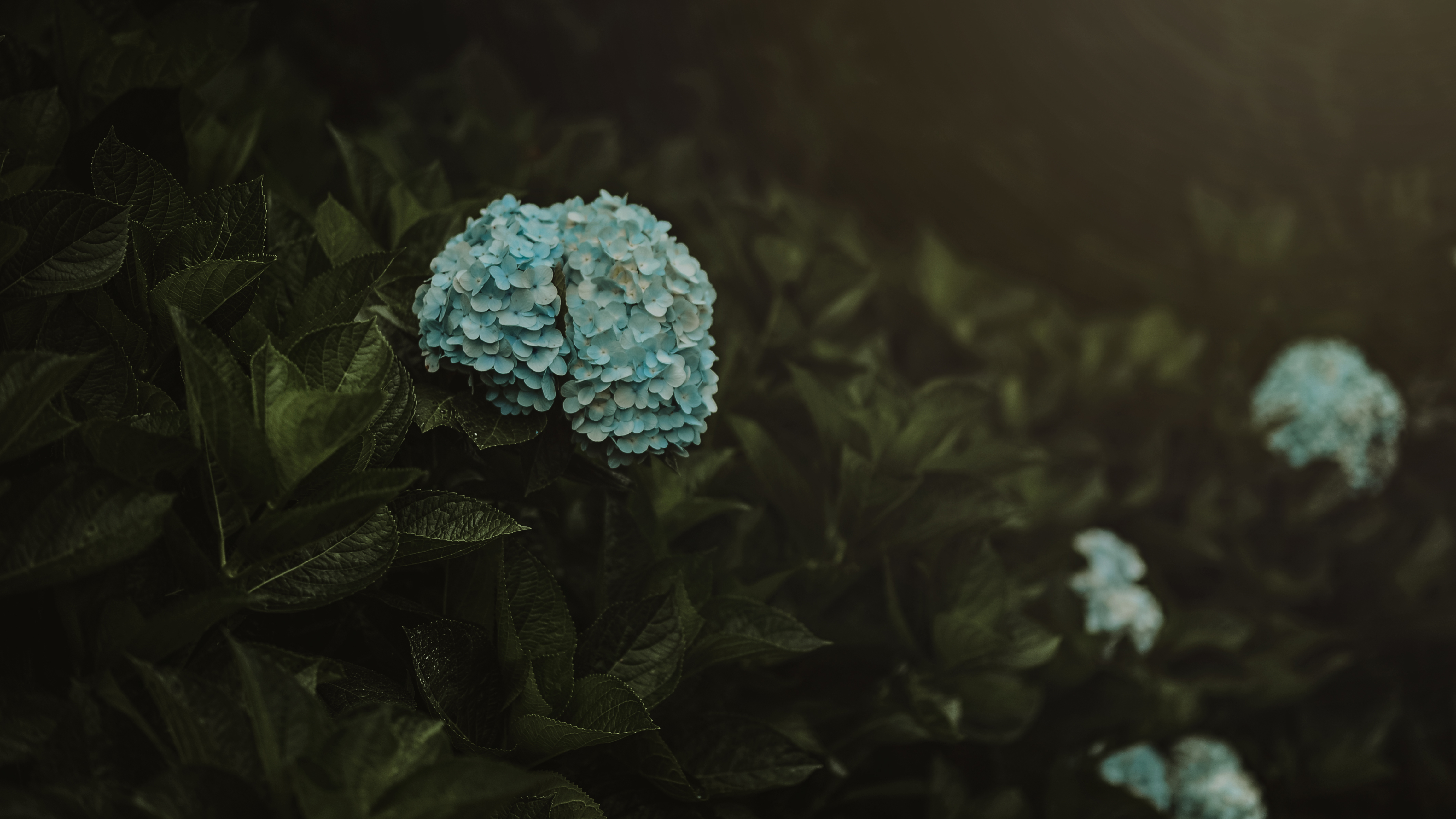 hydrangea, flowers, bush, blue, plant, inflorescences, inflorescence