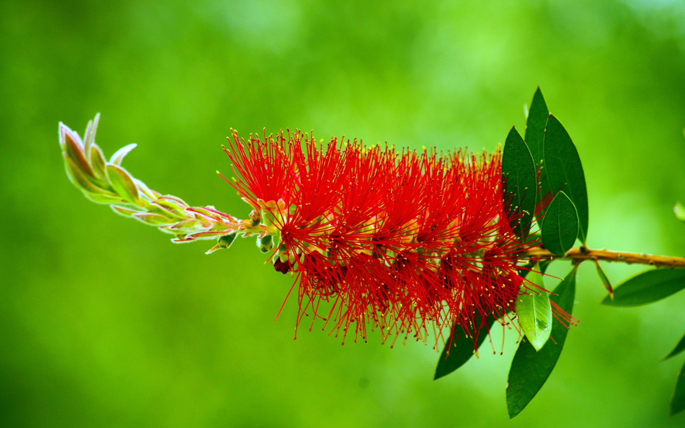 Baixe gratuitamente a imagem Flores, Floração, Terra/natureza na área de trabalho do seu PC