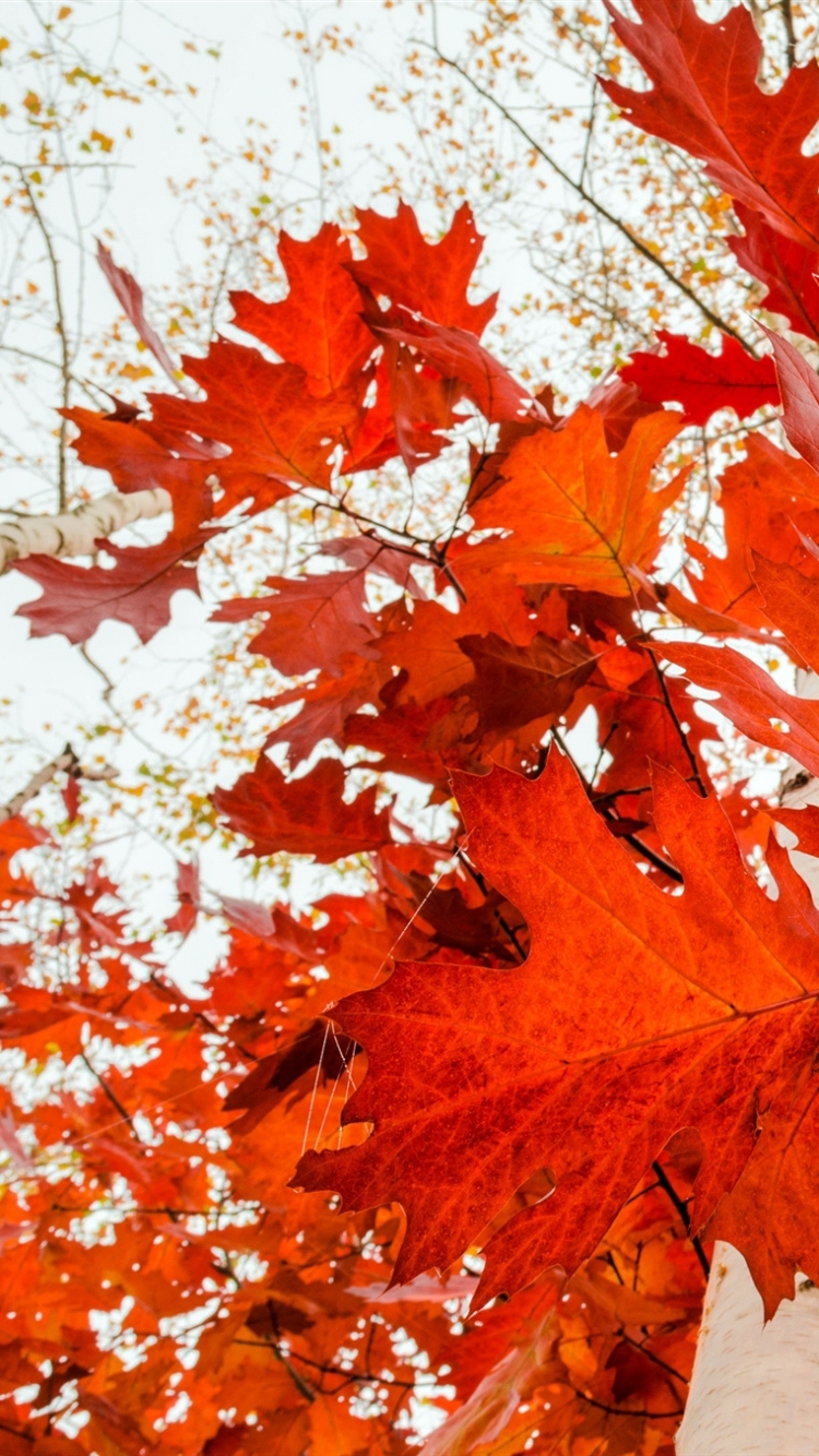 無料モバイル壁紙自然, 秋, 葉, 地球をダウンロードします。