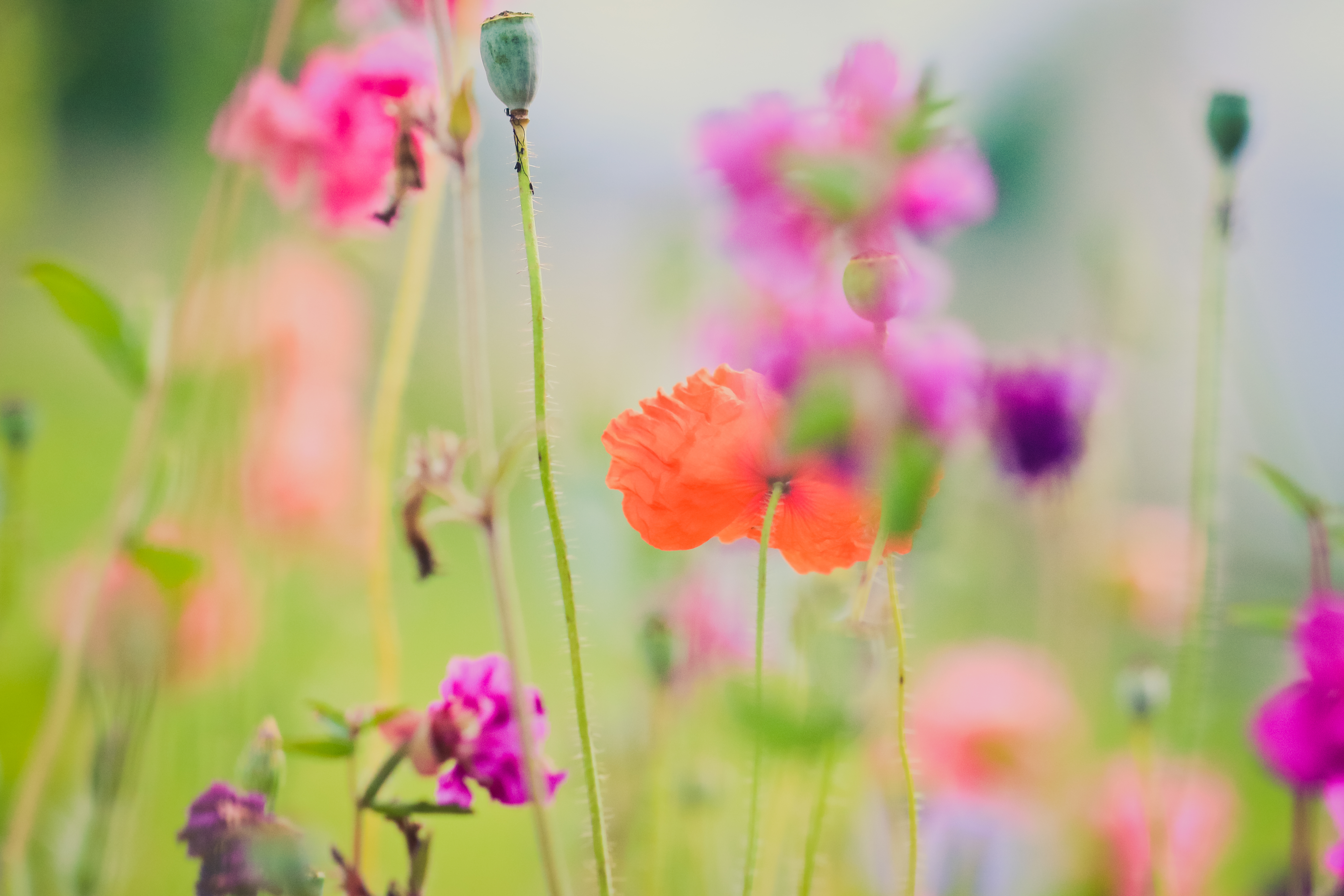 PCデスクトップに自然, フラワーズ, 花, 地球, ぼかし, オレンジフラワー, 紫色の花画像を無料でダウンロード