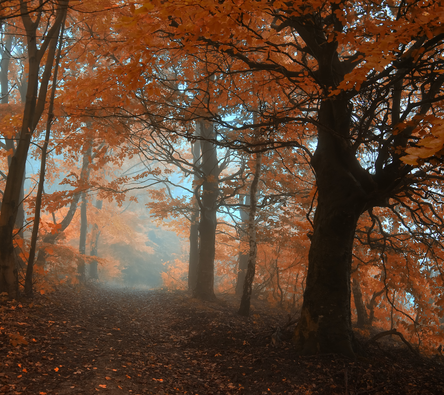 Скачать обои бесплатно Деревья, Осень, Лес, Красный, Дерево, Туман, Падать, Земля/природа картинка на рабочий стол ПК